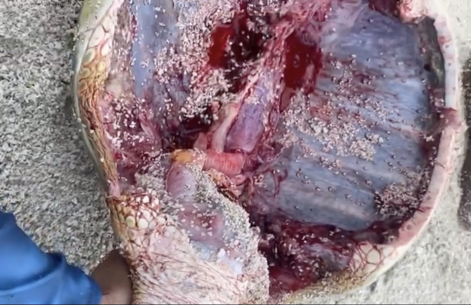 ވެލާ ފަޅާލާފައި.