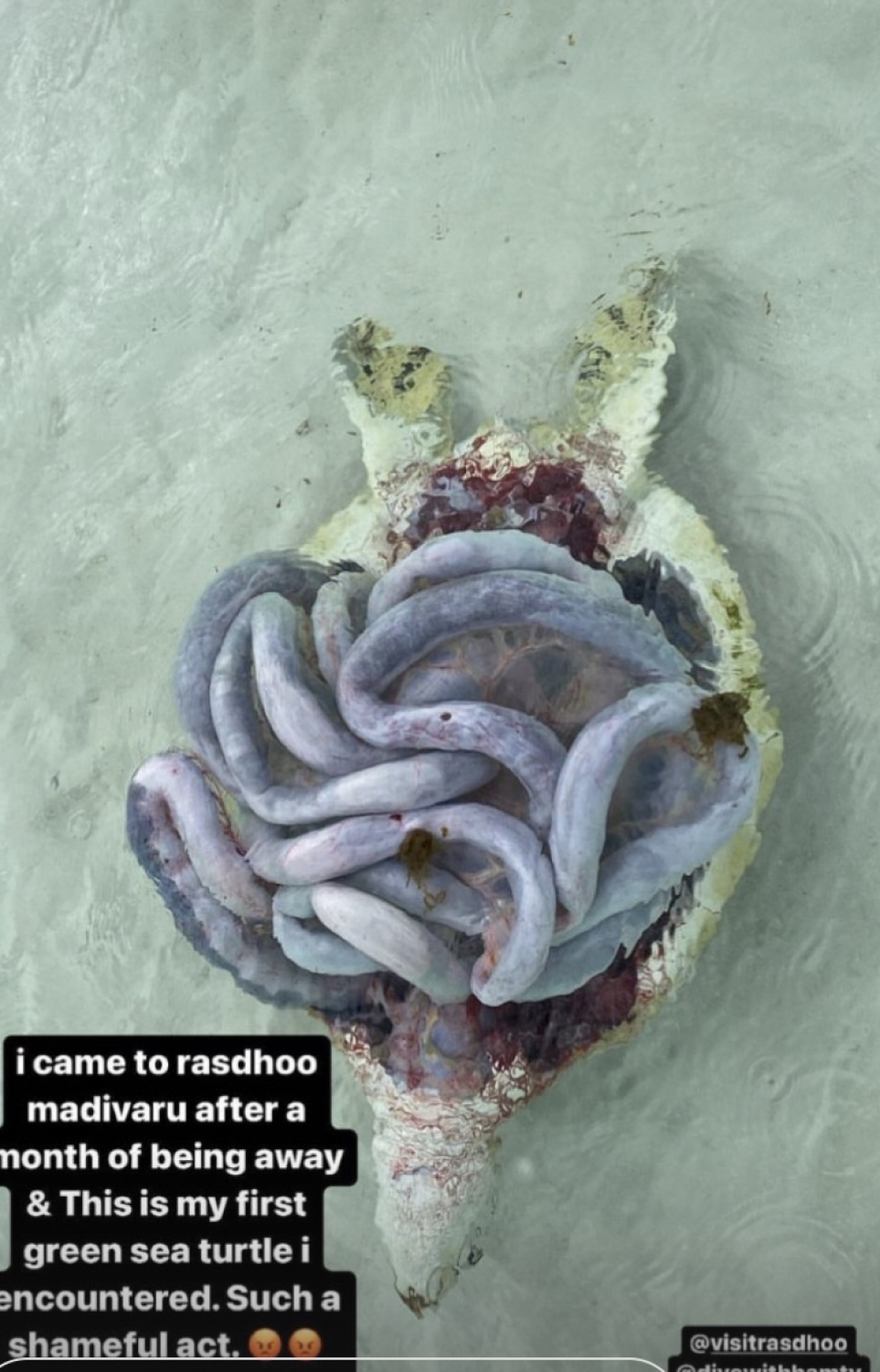 ވެލާ ފަޅާލައި މަސްތައް ނެގުމަށް ފަހު އެއްލާލާފައި.