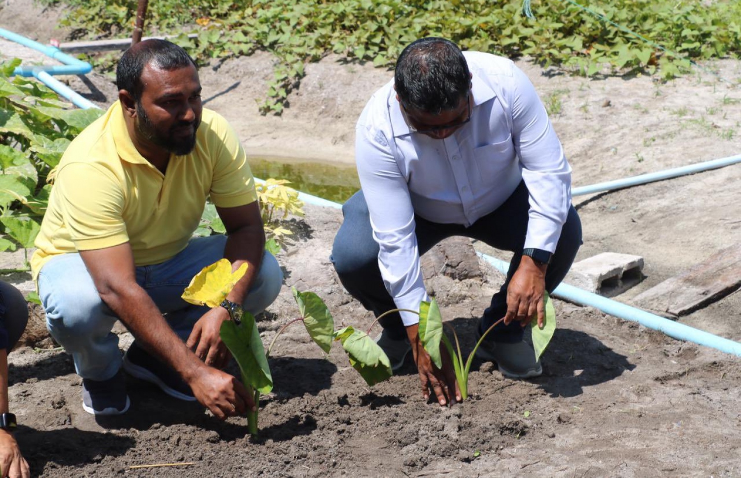 ކެންޔާއިން ގެނައި ޓާރޯލީފް ބްލައިޓް ބަލިޖެހުންދުރު އަލައިގެ ވައްތަރެއްގެ މުޑުވައް މިނިސްޓަރު ޑރ. ހުސެއނިް ރަޝީދު އިންދަވަނީ