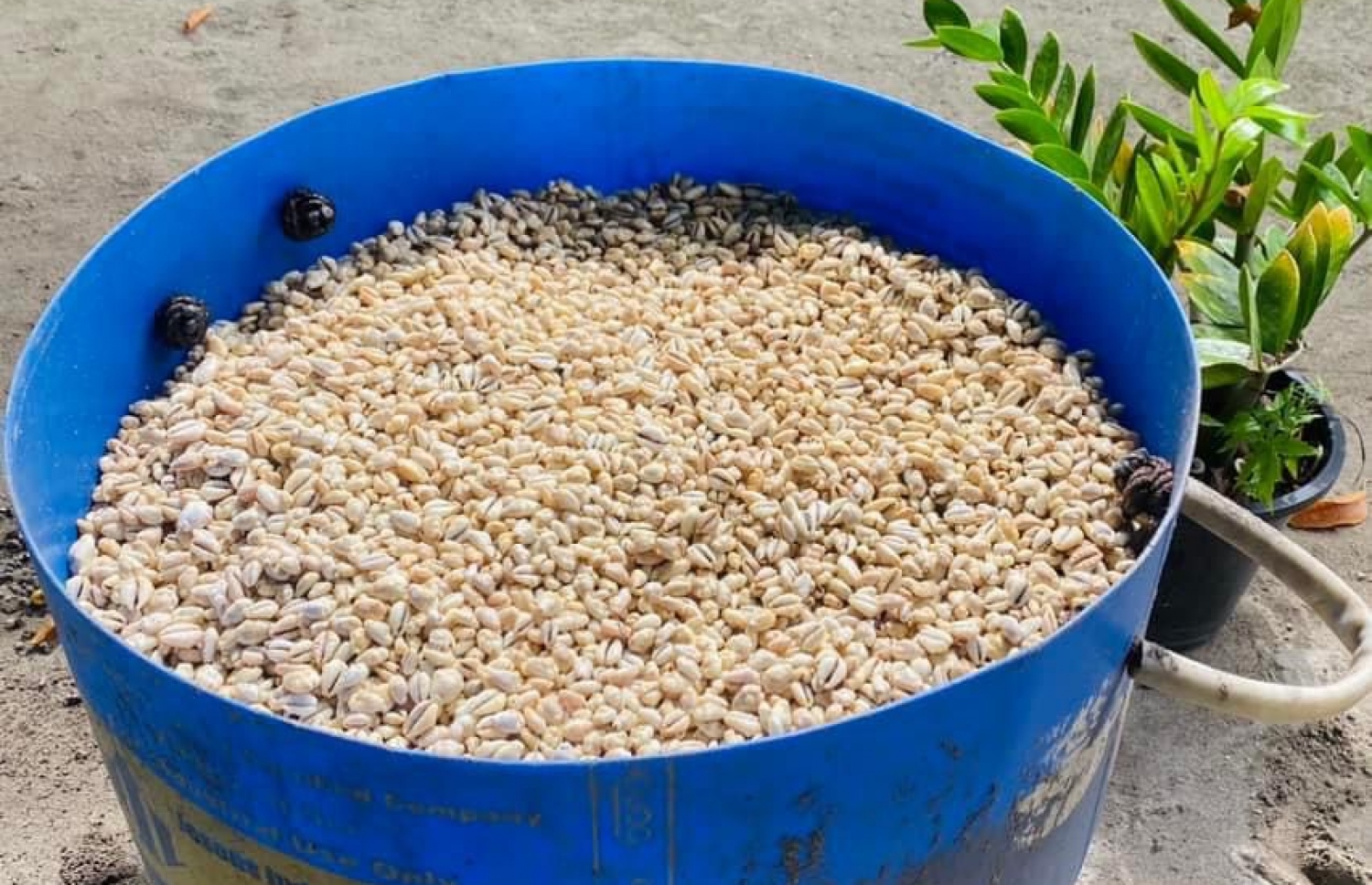 ރިނބުދޫން ފެނުނު ބޮލިވަޅުން ނެގި ބޮލިތައް ޓައްޕަކަށް އަޅާފައި.-- ފޮޓޯ: ކައުންސިލް