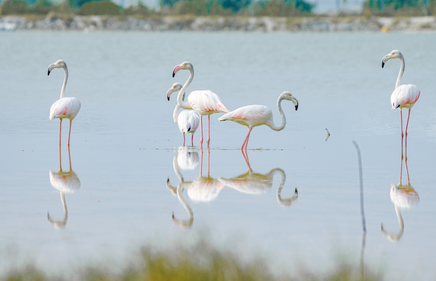 ގުޑުގުޑާ ދޫނިތައް ކުޅުދުއްފުށީ ކުޅީގައި.-- ފޮޓޯ: ޖައުފަރު އަލީ