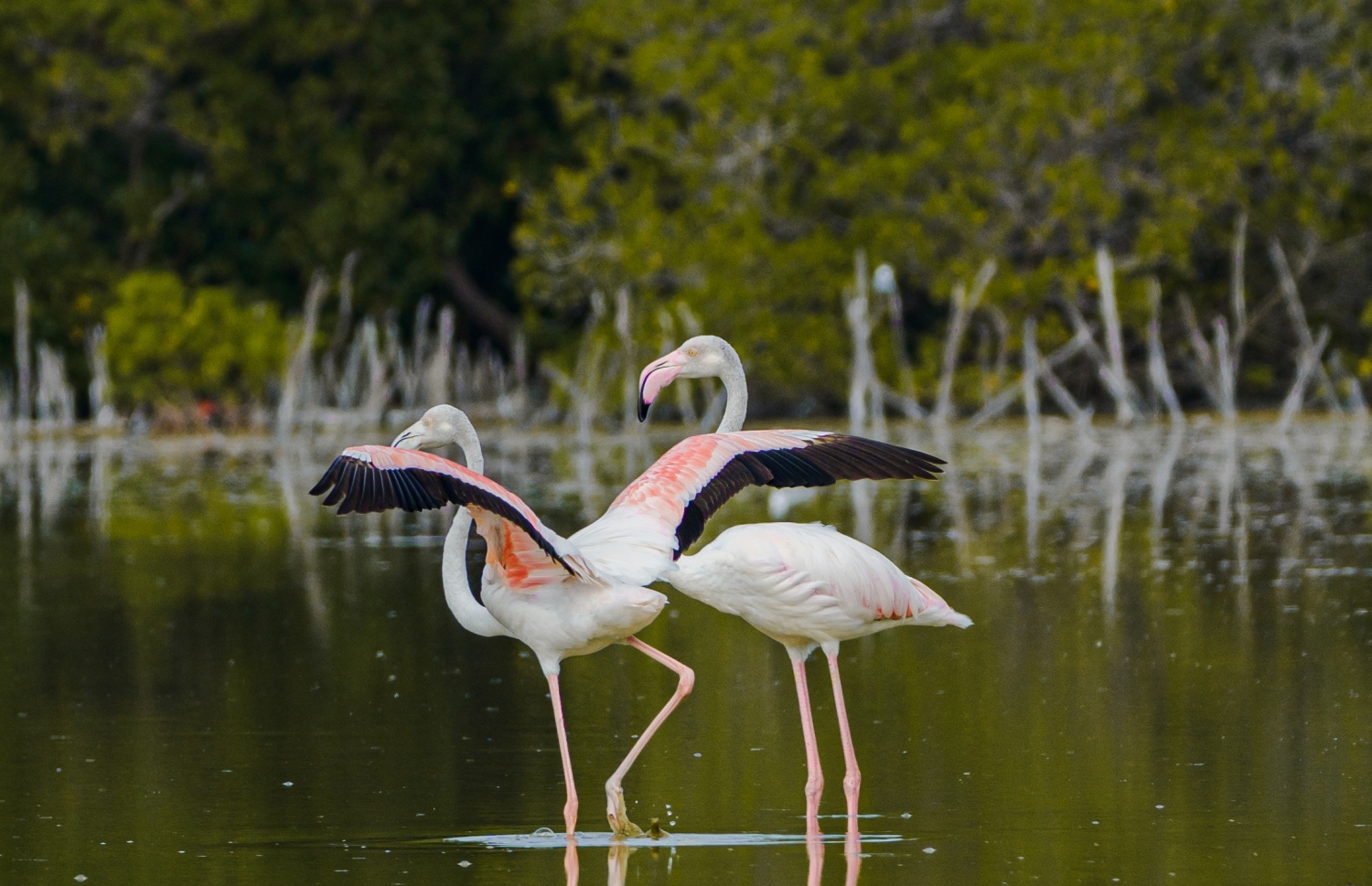 ގުޑުގުޑާ ދޫނިތައް ކުޅުދުއްފުށީ ކުޅީގައި.-- ފޮޓޯ: ޖައުފަރު އަލީ