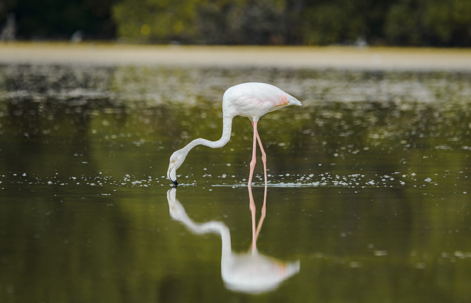 ގުޑުގުޑާ ދޫނިތައް ކުޅުދުއްފުށީ ކުޅީގައި.-- ފޮޓޯ: ޖައުފަރު އަލީ