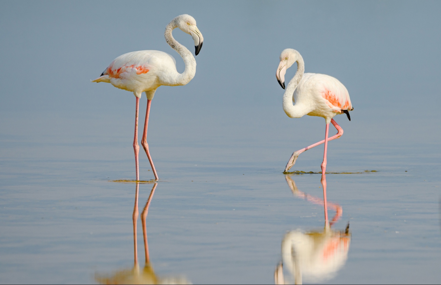 ގުޑުގުޑާ ދޫނިތައް ކުޅުދުއްފުށީ ކުޅީގައި.-- ފޮޓޯ: ޖައުފަރު އަލީ