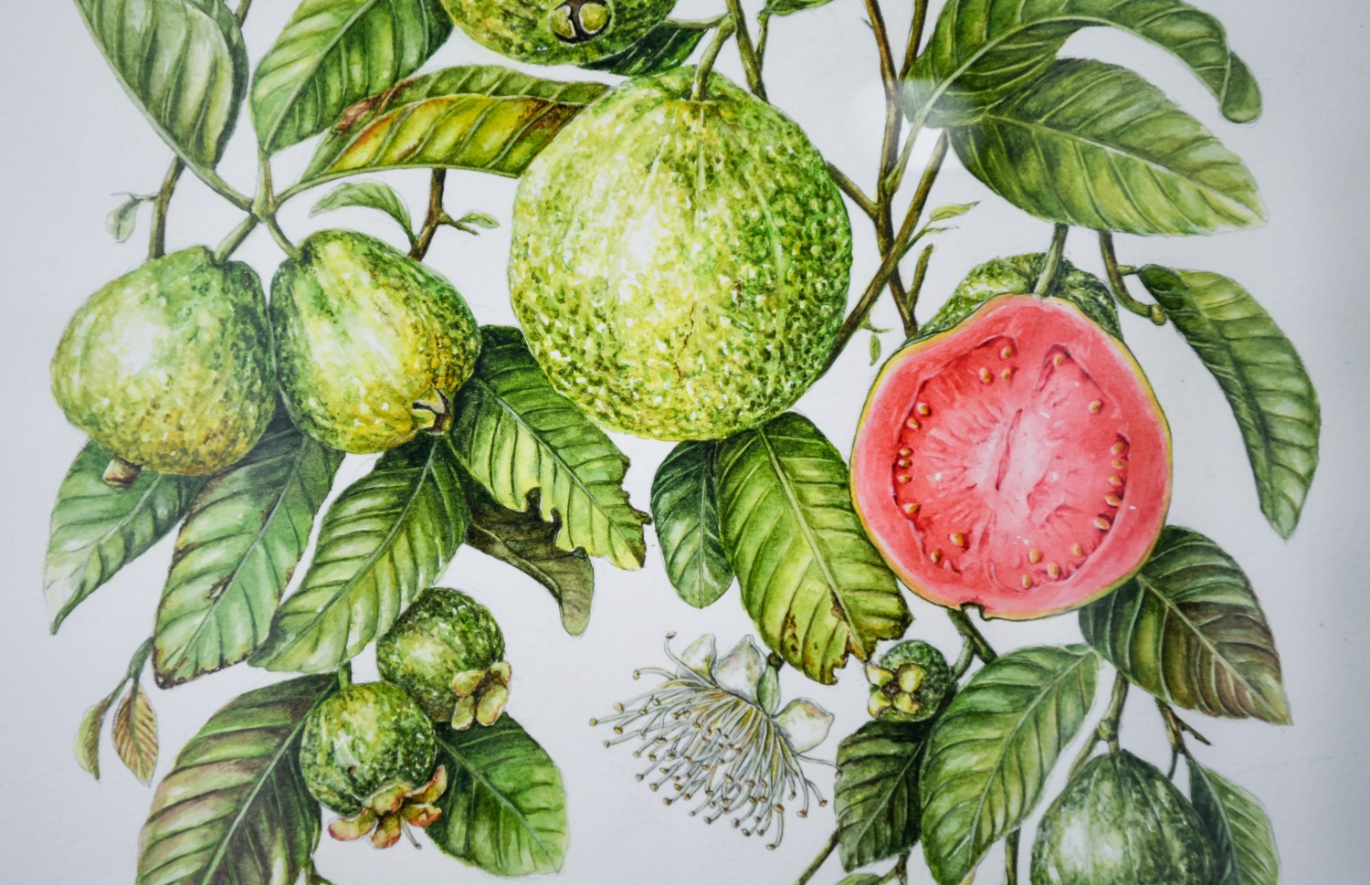 އެގްޒިބިޓު ކޮށްފައިވާ މަރީގެ ކުރެހުމެއް. ކުރެހުމުގެ ހުރިހާ ޑީޓެއިލެއް ވެސް ފުރިހަމަ ކޮށްފައި ވަނީ ފެން ކުލައިން. -- ފޮޓޯ: ފަޔާޒް މޫސާ | މިހާރު