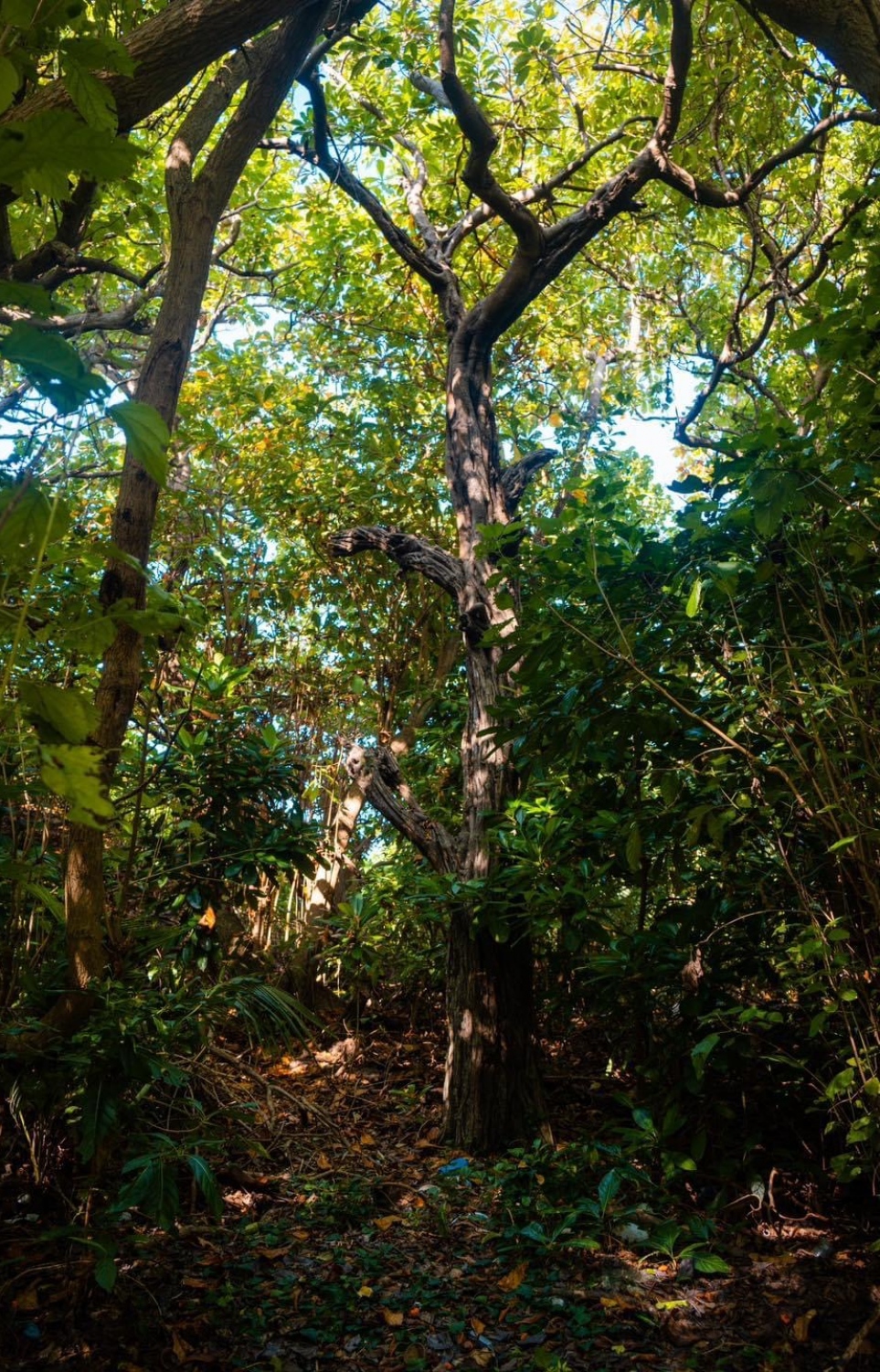 ހއ. އުލިގަމުގައި ހުންނަ ފިލިގަސް: މިއީ މިހާރު ރާއްޖެއިން ވަރަށް މަދުން ނޫނީ ނުފެންނަ ބަވާތުގެ ގަހެއް.