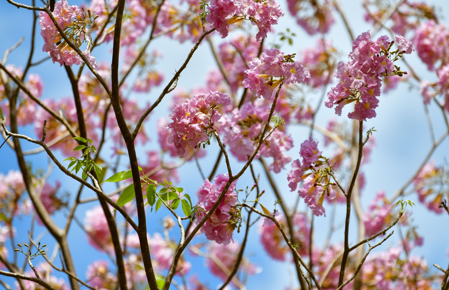 ހުޅުމާލެ: ފެބްރުއަރީ 15، 2023: ހުޅުމާލޭގައި ހުރި ގަހެއް މަލުން ފުރާލައިފައި.-- ފޮޓޯތައް: ފަޔާޒް މޫސާ /މިހާރު