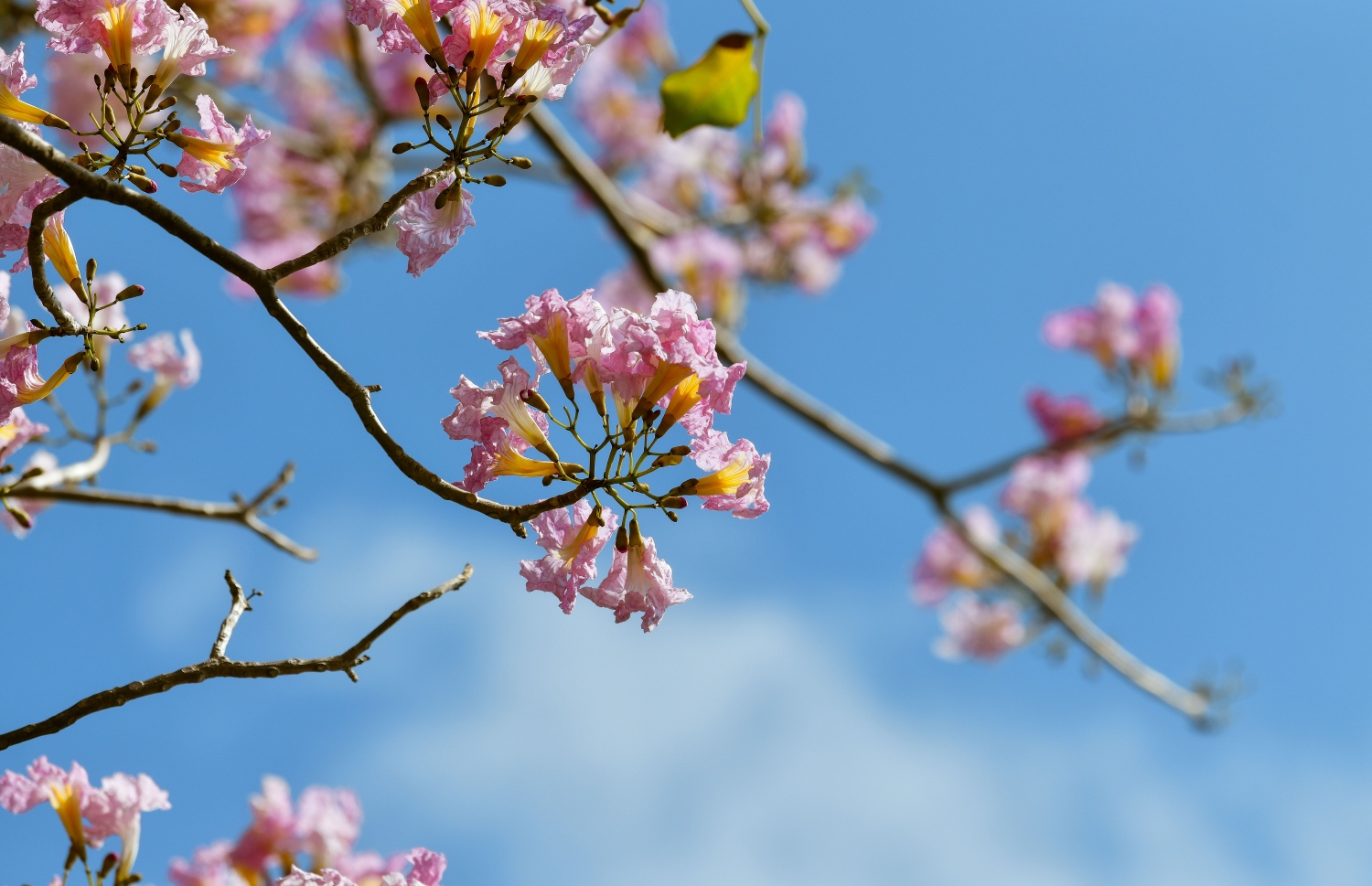 ހުޅުމާލެ: ފެބްރުއަރީ 15، 2023: ހުޅުމާލޭގައި ހުރި ގަހެއް މަލުން ފުރާލައިފައި.-- ފޮޓޯތައް: ފަޔާޒް މޫސާ /މިހާރު