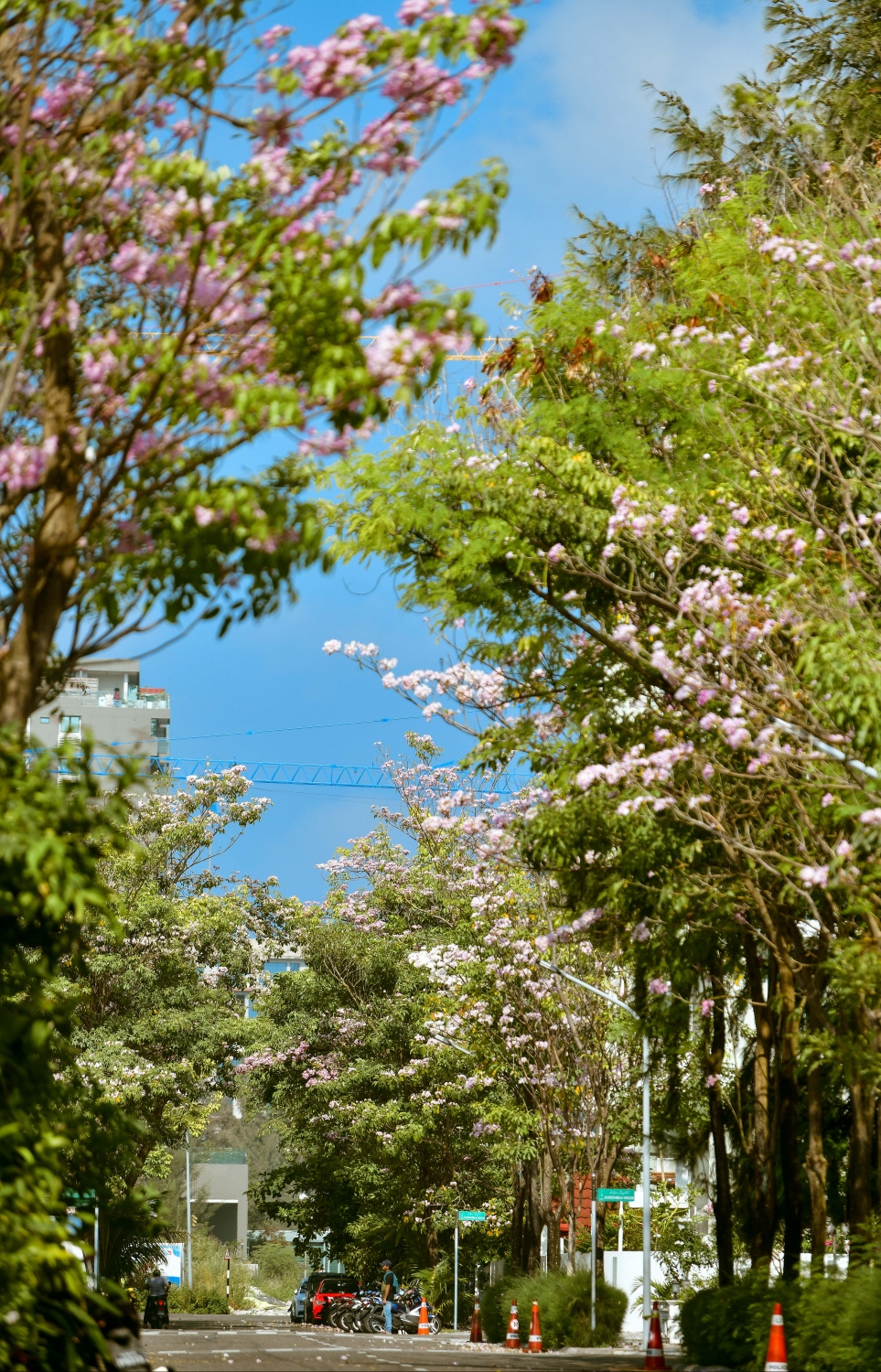 ހުޅުމާލެ: ފެބްރުއަރީ 15، 2023: ހުޅުމާލޭގައި ހުރި ގަހެއް މަލުން ފުރާލައިފައި.-- ފޮޓޯތައް: ފަޔާޒް މޫސާ /މިހާރު