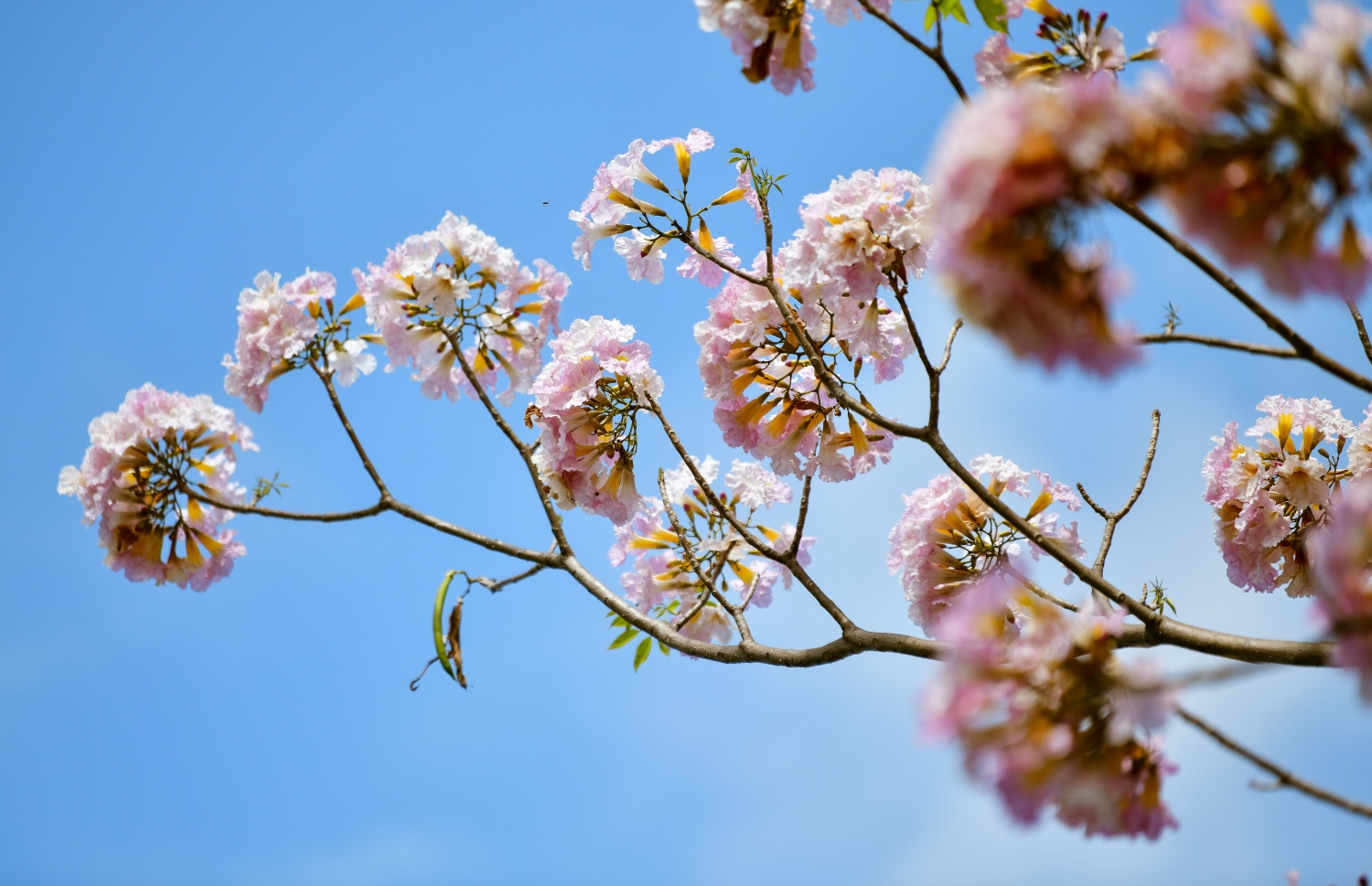 ހުޅުމާލެ: ފެބްރުއަރީ 15، 2023: ހުޅުމާލޭގައި ހުރި ގަހެއް މަލުން ފުރާލައިފައި.-- ފޮޓޯތައް: ފަޔާޒް މޫސާ /މިހާރު