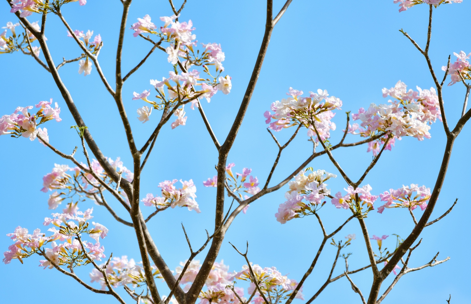 ހުޅުމާލެ: ފެބްރުއަރީ 15، 2023: ހުޅުމާލޭގައި ހުރި ގަހެއް މަލުން ފުރާލައިފައި.-- ފޮޓޯތައް: ފަޔާޒް މޫސާ /މިހާރު