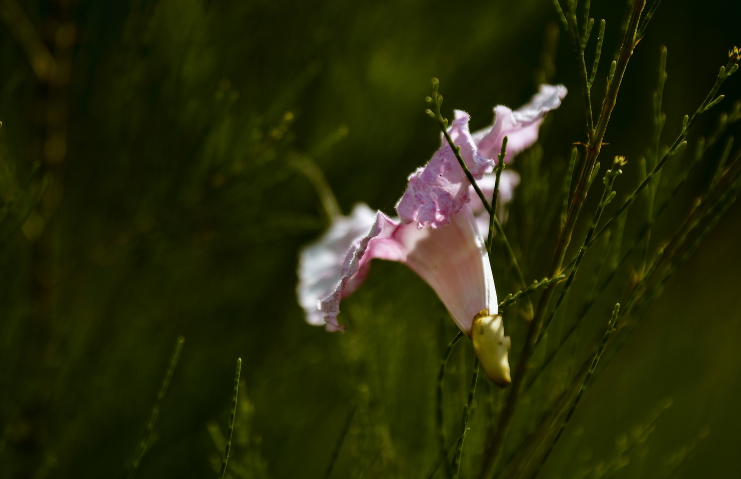 ހުޅުމާލެ: ފެބްރުއަރީ 15، 2023: ހުޅުމާލޭގައި ހުރި ގަހެއްގައި މަލެއް ފޮޅިފައި.-- ފޮޓޯތައް: ފަޔާޒް މޫސާ /މިހާރު