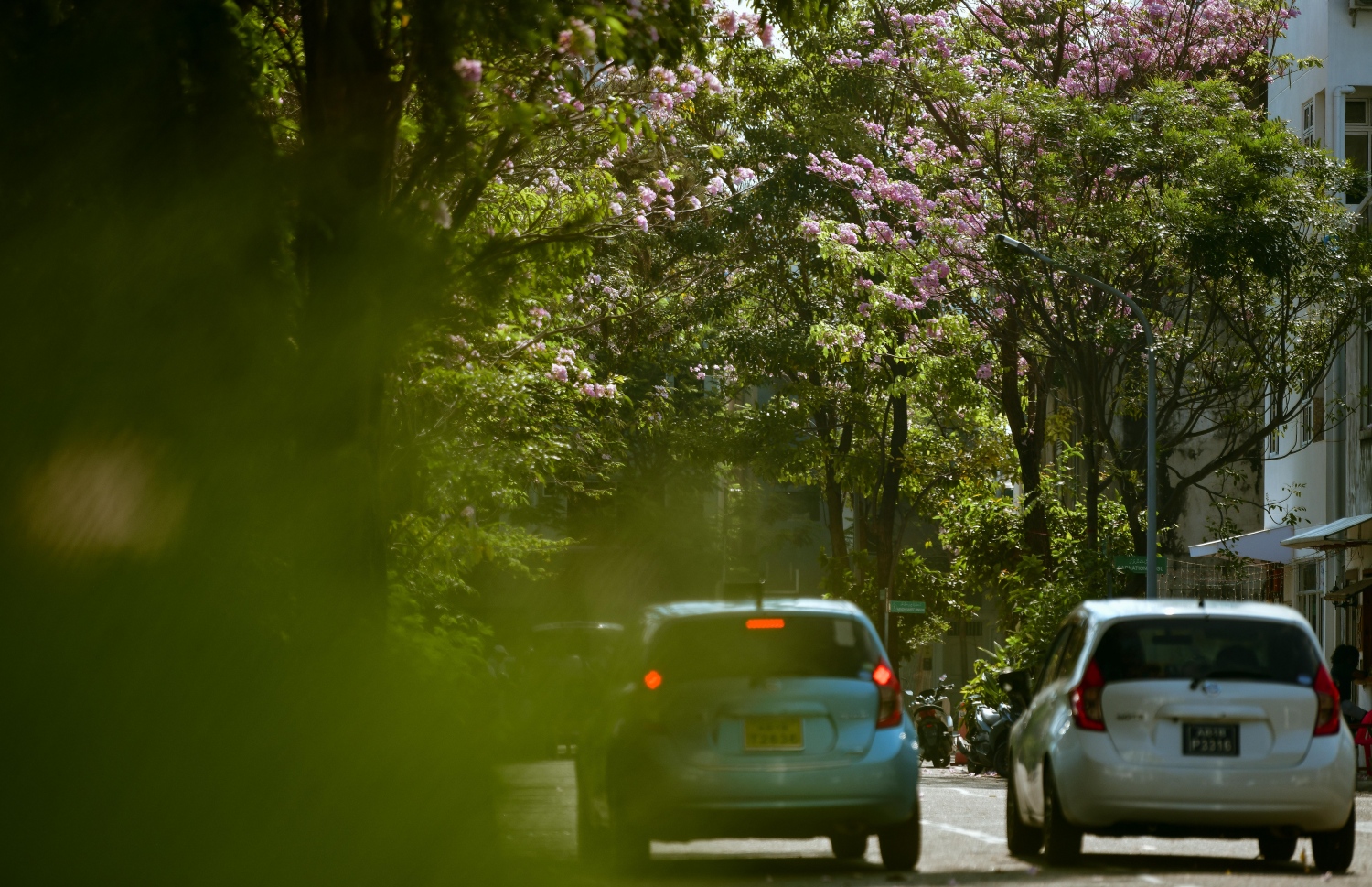 ހުޅުމާލެ: ފެބްރުއަރީ 15، 2023: ހުޅުމާލޭގައި ހުރި ގަހެއް މަލުން ފުރާލައިފައި.-- ފޮޓޯތައް: ފަޔާޒް މޫސާ /މިހާރު