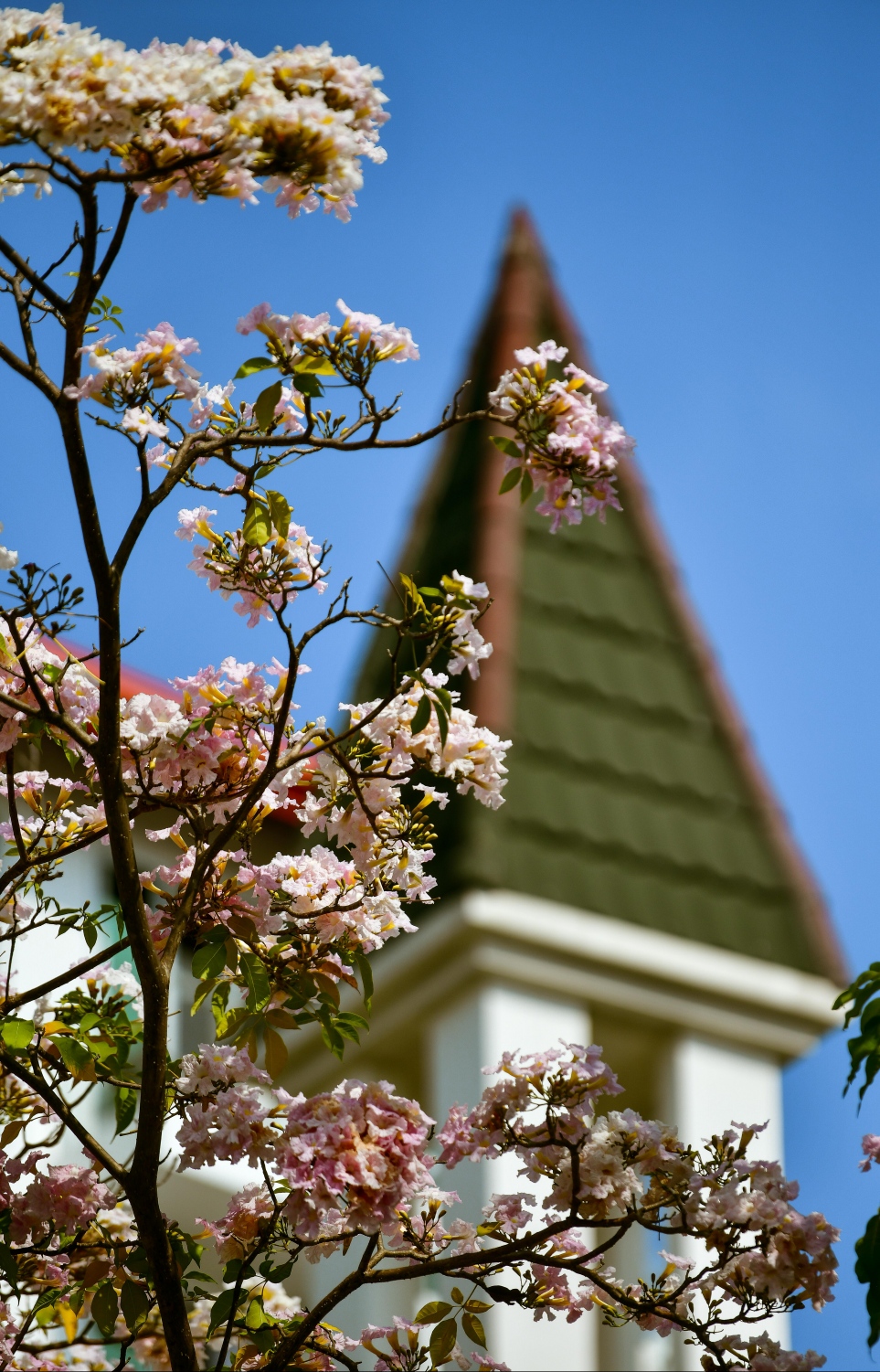 ހުޅުމާލެ: ފެބްރުއަރީ 15، 2023: ހުޅުމާލޭގައި ހުރި ގަހެއް މަލުން ފުރާލައިފައި.-- ފޮޓޯތައް: ފަޔާޒް މޫސާ /މިހާރު