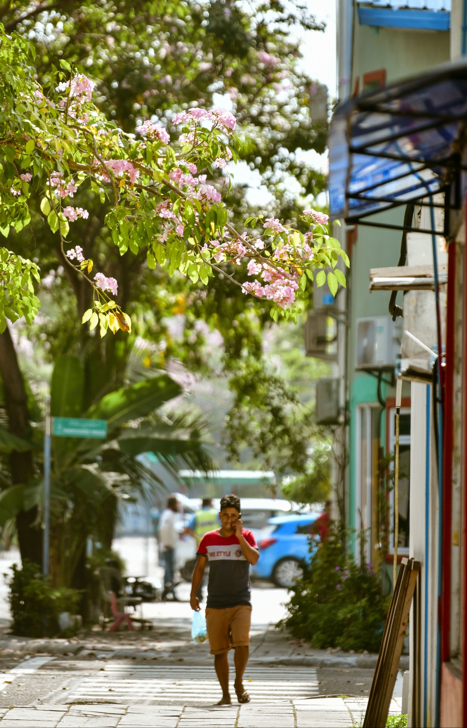 ހުޅުމާލެ: ފެބްރުއަރީ 15، 2023: ހުޅުމާލޭގައި ހުރި ގަހެއް މަލުން ފުރާލައިފައި.-- ފޮޓޯތައް: ފަޔާޒް މޫސާ /މިހާރު