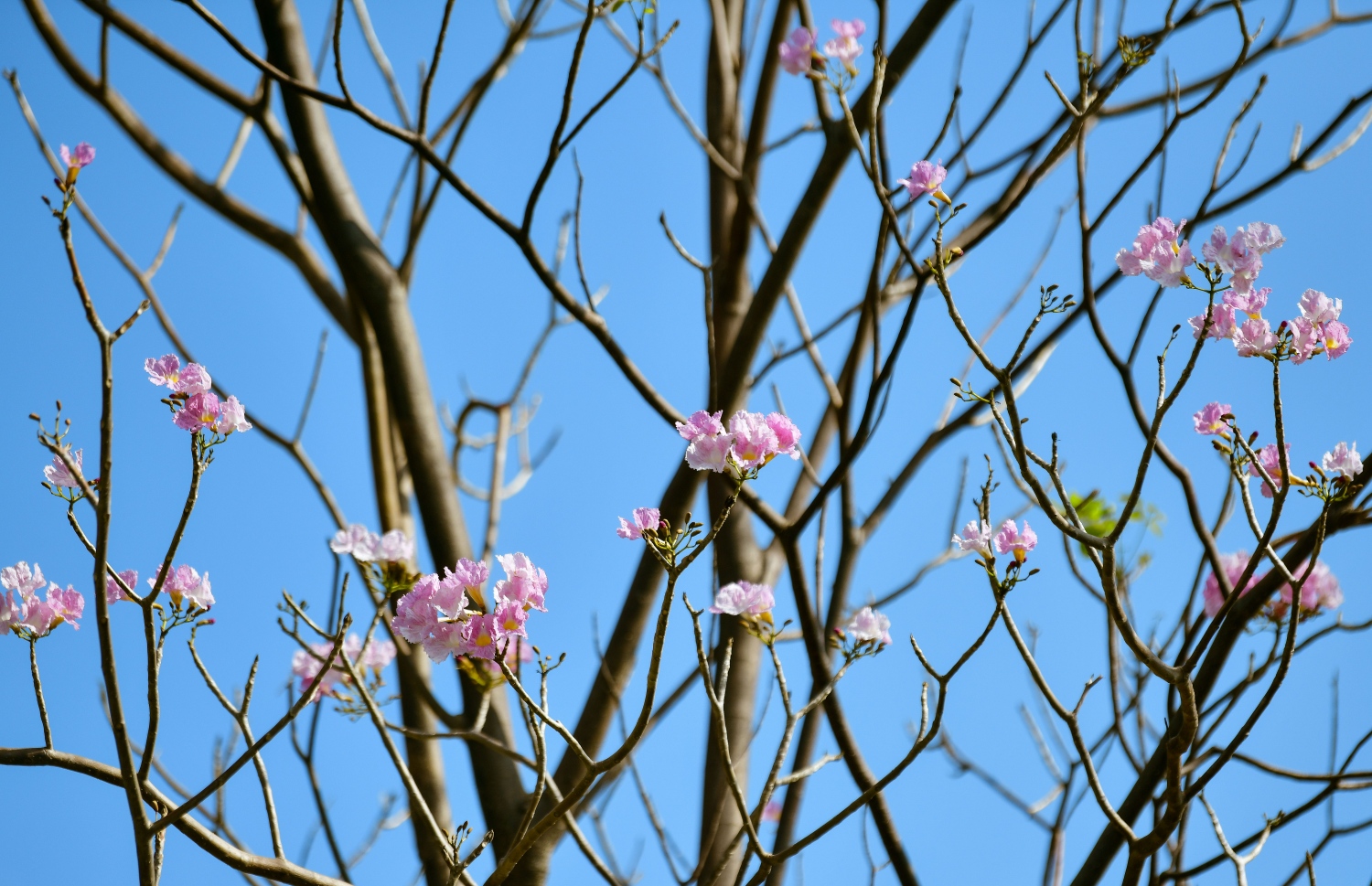 ހުޅުމާލެ: ފެބްރުއަރީ 15، 2023: ހުޅުމާލޭގައި ހުރި ގަހެއް މަލުން ފުރާލައިފައި.-- ފޮޓޯތައް: ފަޔާޒް މޫސާ /މިހާރު