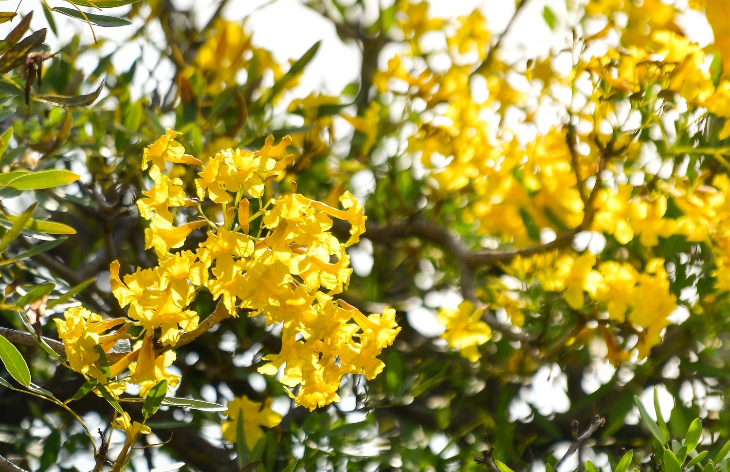 ހުޅުމާލެ: ފެބްރުއަރީ 15، 2023: ހުޅުމާލޭގައި ހުރި ގަހެއް މަލުން ފުރާލައިފައި.-- ފޮޓޯތައް: ފަޔާޒް މޫސާ /މިހާރު