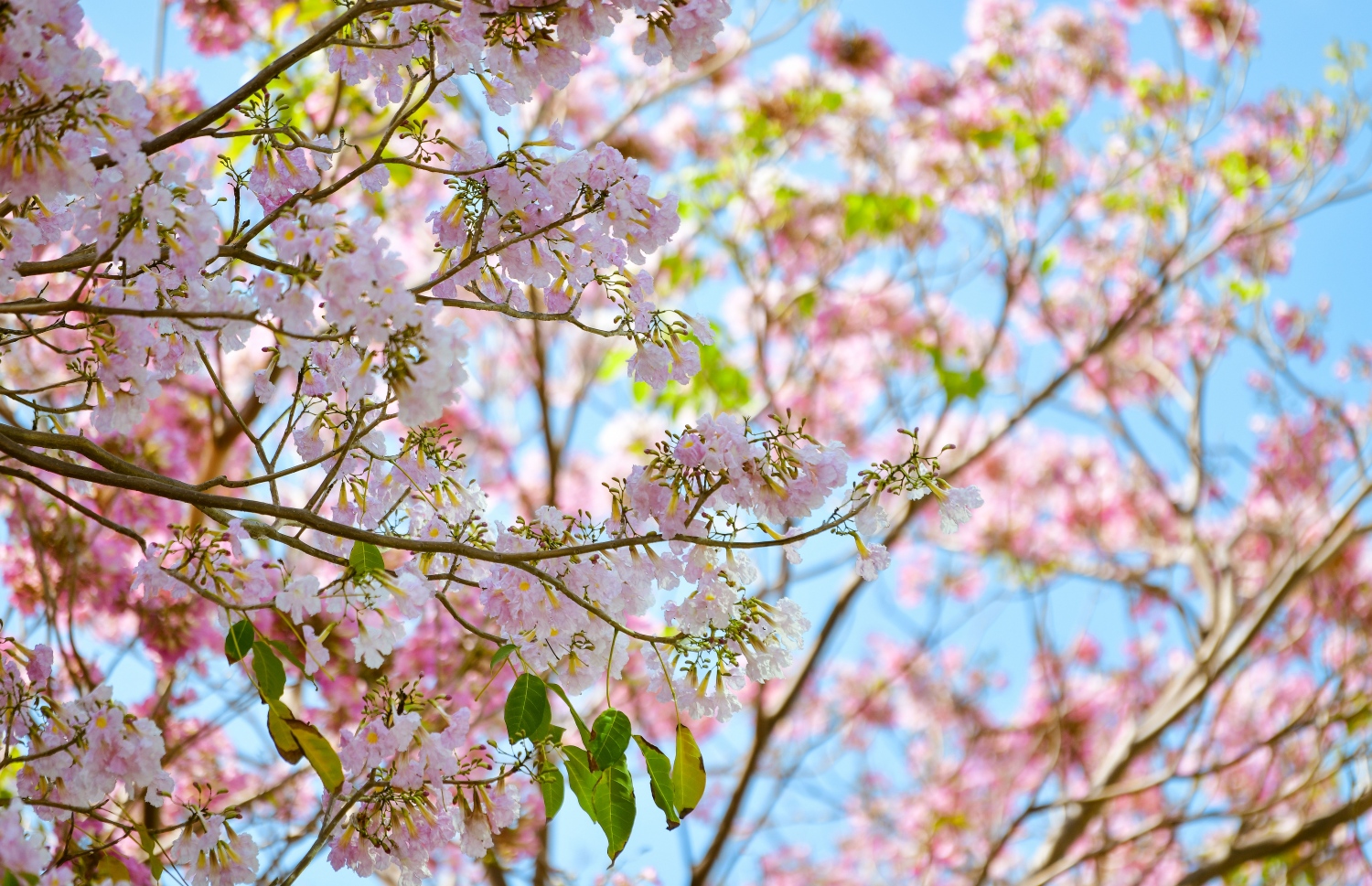 މަލުން ޖަރީވެ ހުޅުމާލޭން ހިތްގައިމުކަން