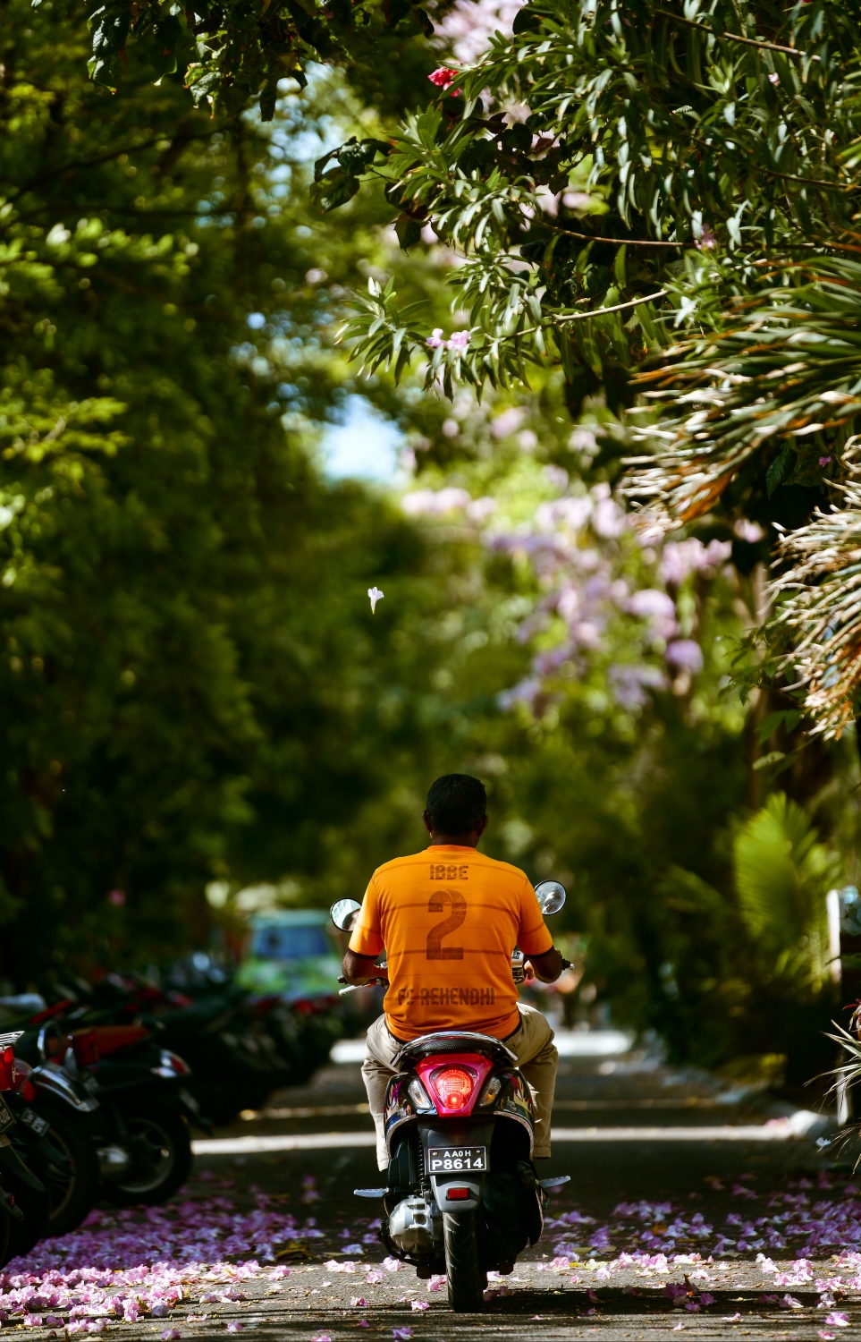 ހުޅުމާލެ: ފެބްރުއަރީ 15، 2023: މަޑިމަސްވަކަރު ގަހުގެ މާތަކުން ހުޅުމާލޭގެ މަގެއް މަލުން ފުރާލާފައި.-- ފޮޓޯތައް: ފަޔާޒް މޫސާ /މިހާރު