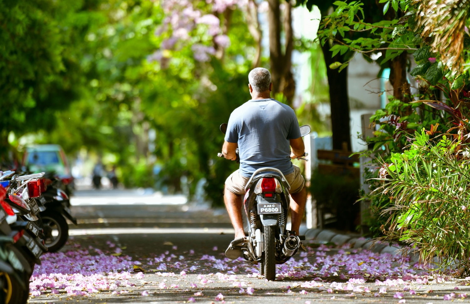 ހުޅުމާލެ: ފެބްރުއަރީ 15، 2023: މަޑިމަސްވަކަރު ގަހުގެ މާތަކުން ހުޅުމާލޭގެ މަގެއް މަލުން ފުރާލާފައި.-- ފޮޓޯތައް: ފަޔާޒް މޫސާ /މިހާރު