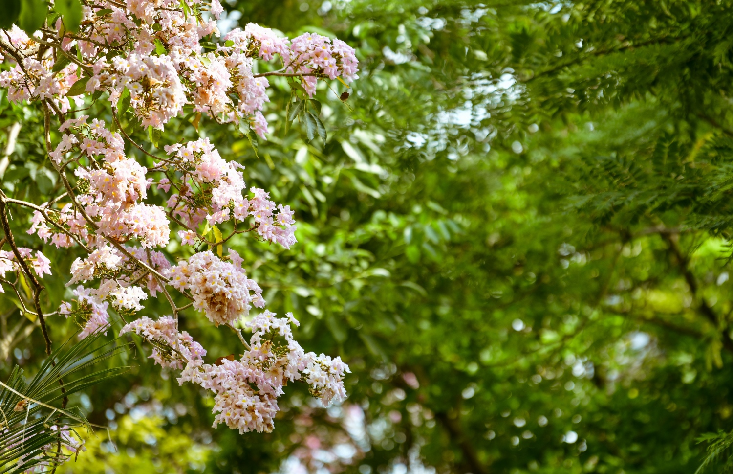 ހުޅުމާލެ: ފެބްރުއަރީ 15، 2023: ހުޅުމާލޭގައި ހުރި ގަހެއް މަލުން ފުރާލައިފައި.-- ފޮޓޯތައް: ފަޔާޒް މޫސާ /މިހާރު