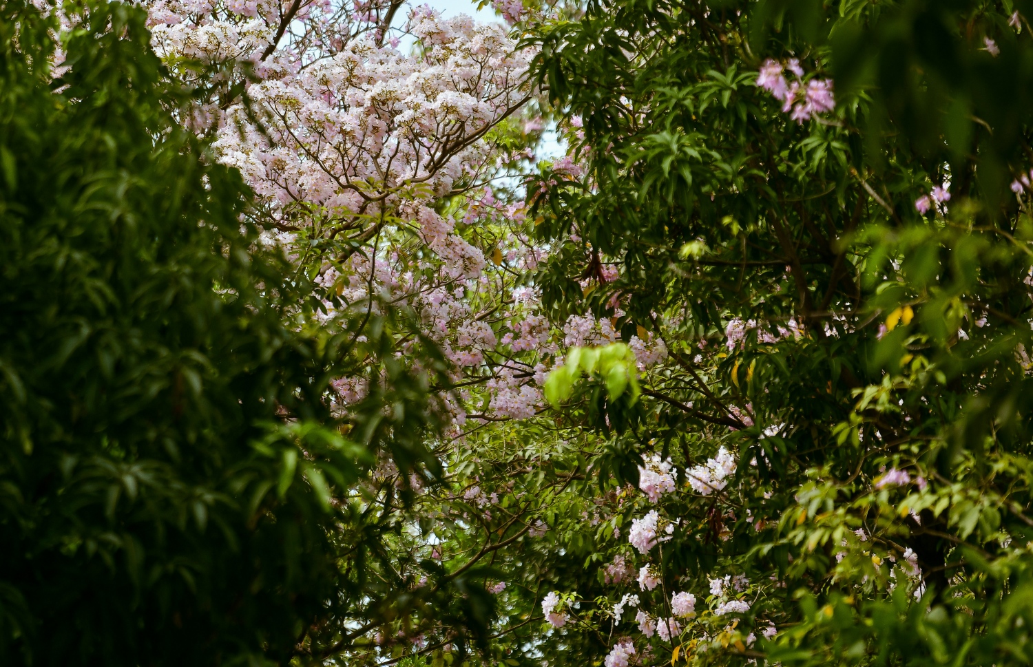 ހުޅުމާލެ: ފެބްރުއަރީ 15، 2023: ހުޅުމާލޭގައި ހުރި ގަހެއް މަލުން ފުރާލައިފައި.-- ފޮޓޯތައް: ފަޔާޒް މޫސާ /މިހާރު