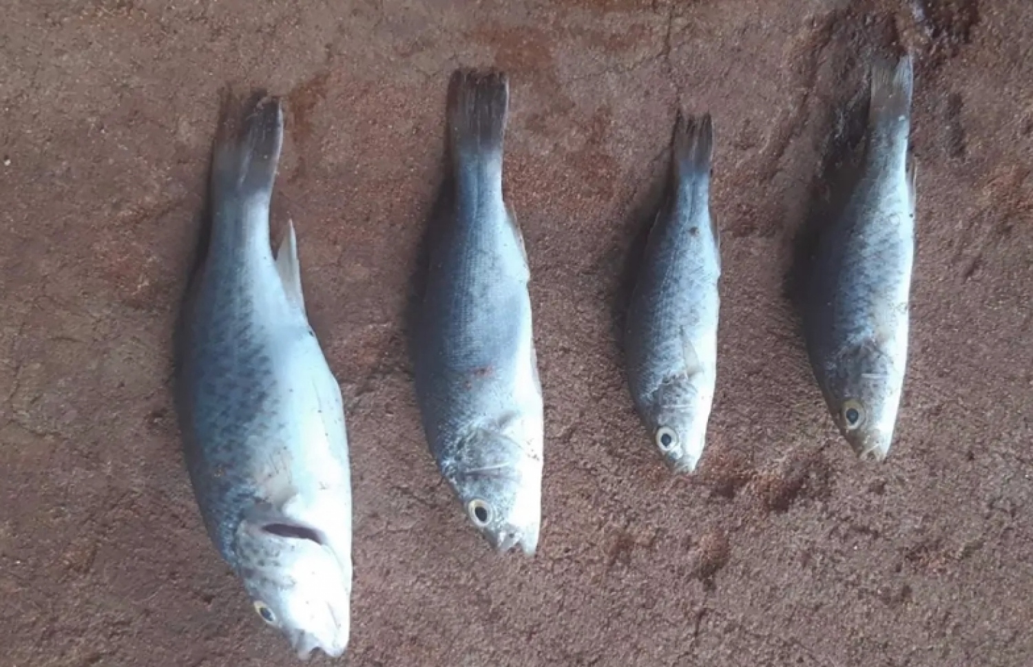 ބިންމަތީގައި އަތުރާލައިފައިވާ މަސްތަކެއް