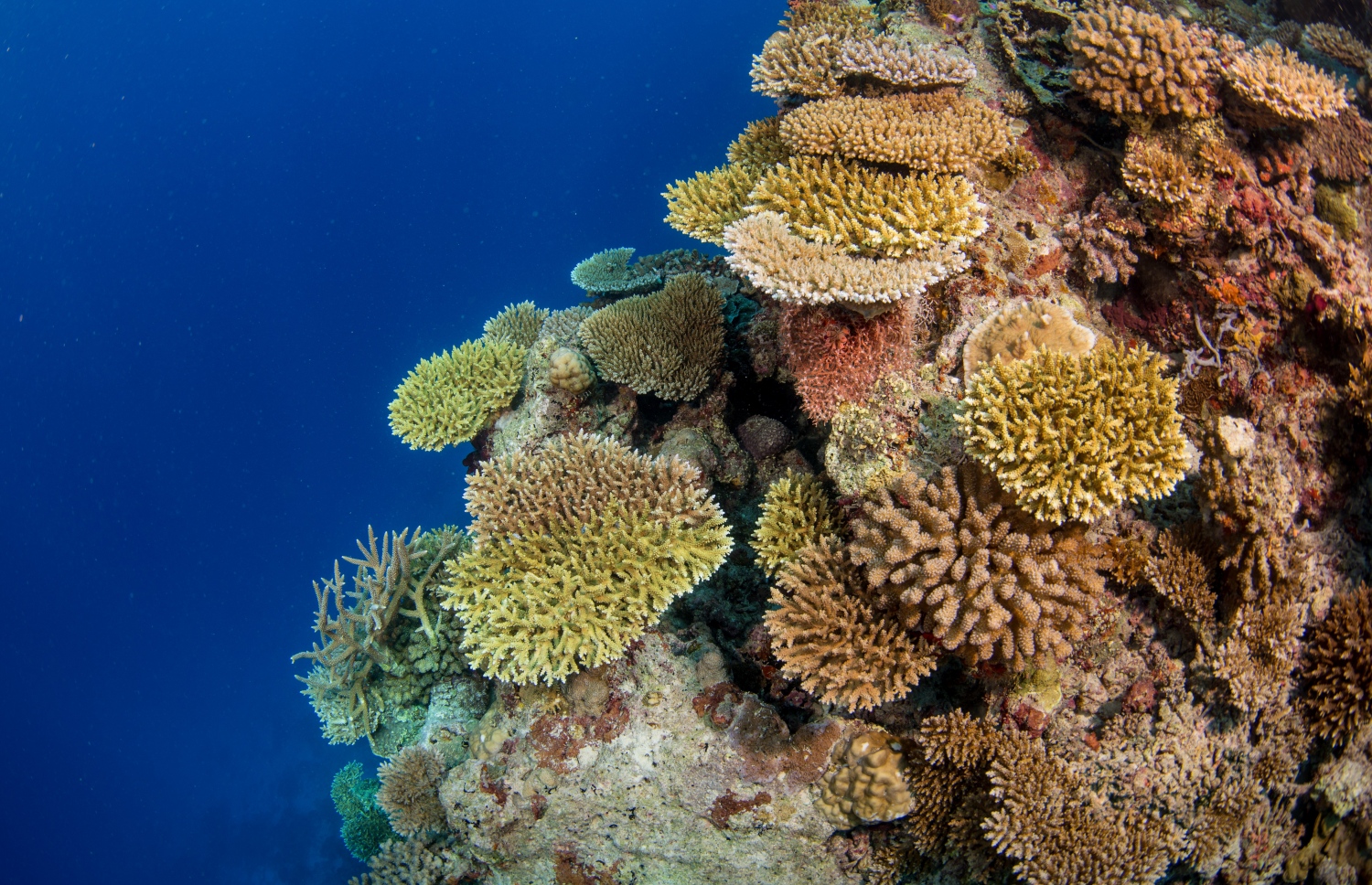 "ނޫ ރާއްޖެ"އިން ކުރި ދިރާސާއެއްގައި ނަގާފައިވާ މުރަކައިގެ ފޮޓޯއެއް: ރާއްޖޭގެ ކަނޑުފަޅުތައް ބޭނުންކުރާ ގޮތް ބެލުމަށް ބޮޑު ދިރާސާއެއް ވަނީ ފަށައިފައި -- ފޮޓޯ: ނޫ ރާއްޖެ