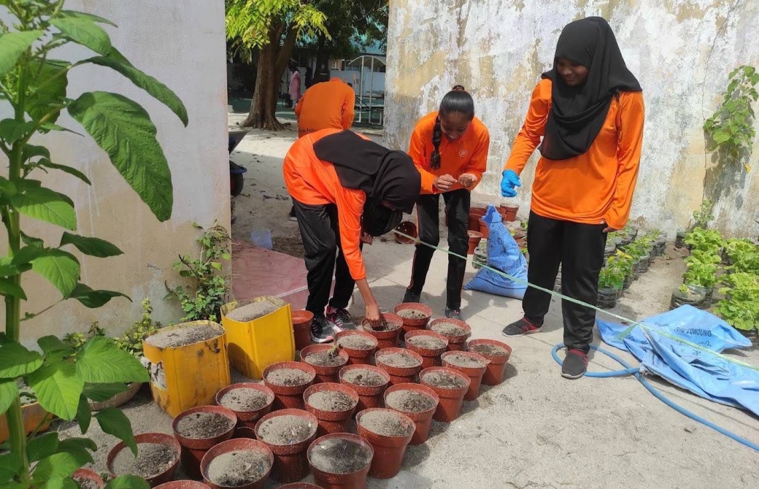 ސްކޫލު ދަރިވަރުން ގަސް ހެއްދުމުގައި-- ފޮޓޯ: ބޮޑުފޮޅަދޫ ސްކޫލު