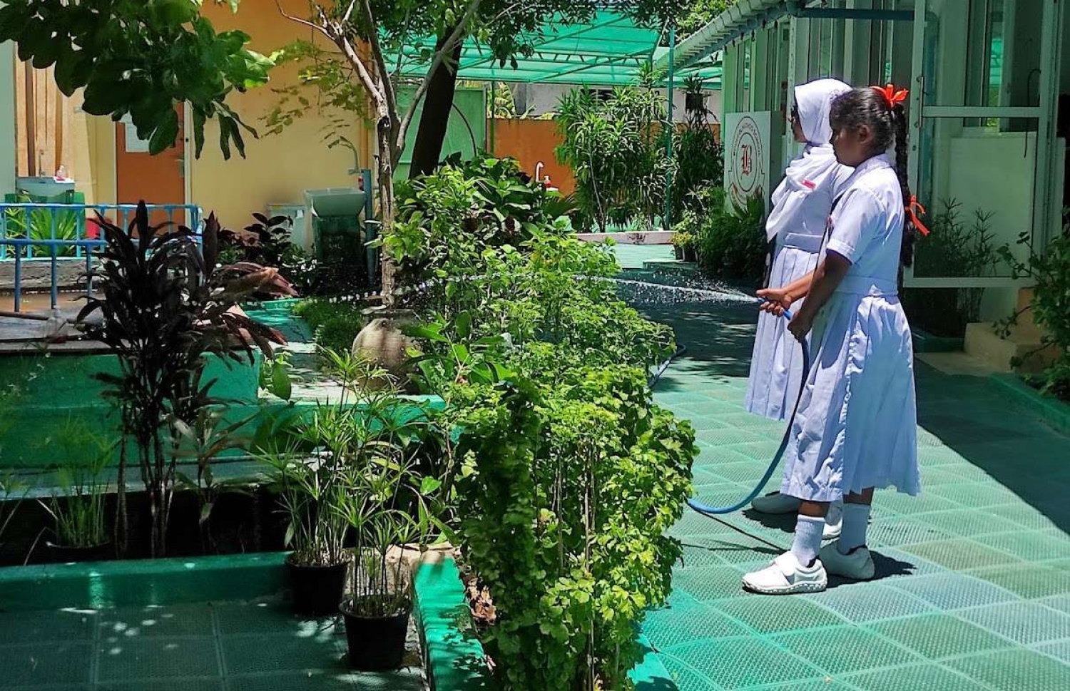 ސްކޫލު ދަރިވަރުން ހެއްދި ގަސްތަކަށް ފެންދެނީ-- ފޮޓޯ: ބޮޑުފޮޅުދޫ ސްކޫލު