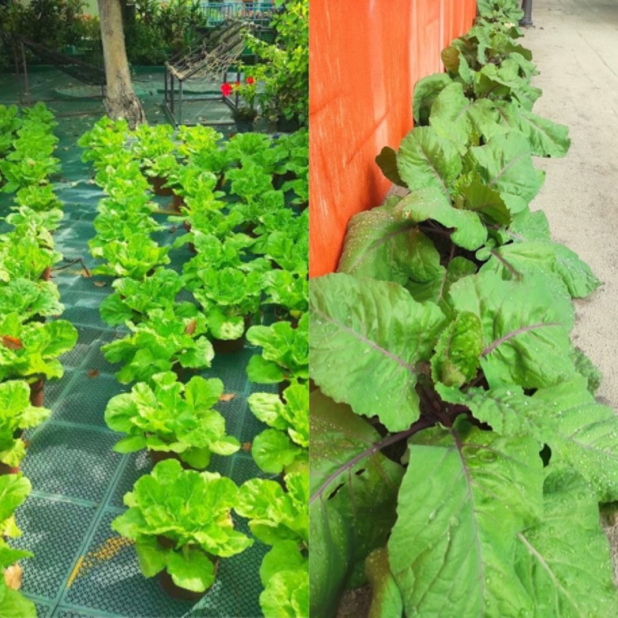 ބޮޑުފޮޅަދޫ ދަރިވަރުން ހެއްދި ކޮޕީ އާއި ލެޓިއުސް ގަސްތައް. -- ފޮޓޯ: ބޮޑުފޮޅުދޫ ސްކޫލް