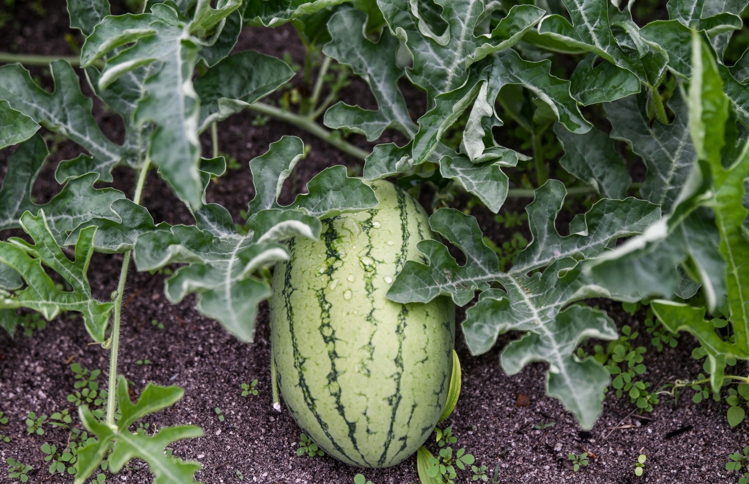 ތޮއްޑޫ ކަރާ ވެލެއްގައި އޮތް ކަރައެއް. ރޯދަ މަހަށް އެންމެ ގިނައިން ތޮއްޑޫން އުފައްދަނީ ކަރާ- - ފޮޓޯ: ފަޔާޒް މޫސާ | މިހާރު