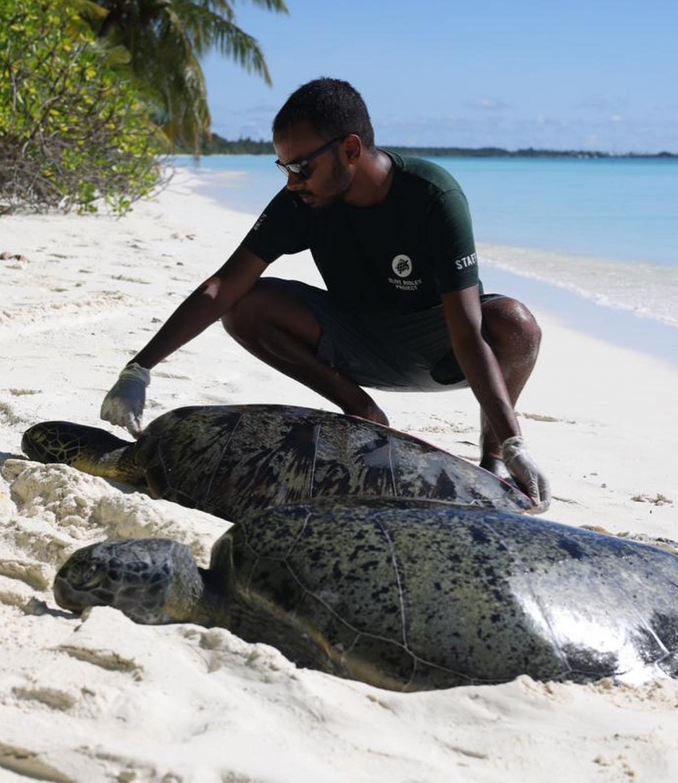 ސީ ޓާޓަލް ރޭންޖާ އިނާން އަހްމަދު، ލ. ގަމުގައި މަރާލާފައި އޮއްވާ ފެނުނު ވެލާގެ ބޮޑުމިން މިން އަޅައިގެން ބަލަނީ.-- ފޮޓޯ: އޯއާރްޕީ