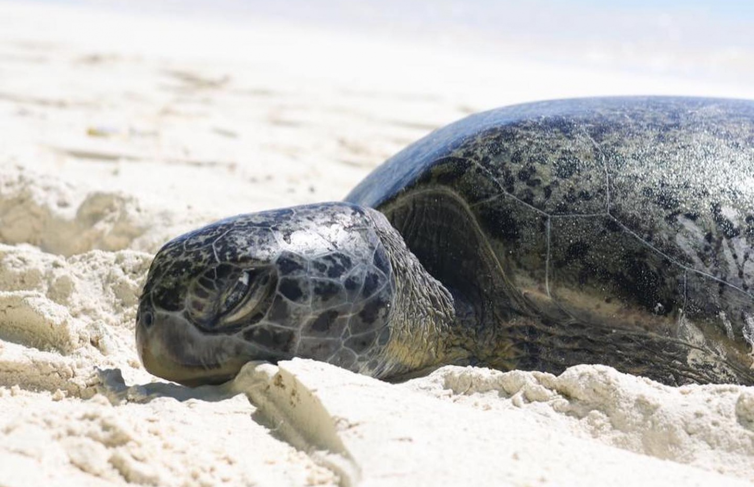 ލ. ގަމުގައި މަރާލާފައި އޮއްވާ ފެނުނު ވެލައެއް. -- ފޮޓޯ: އޯއާރްޕީ