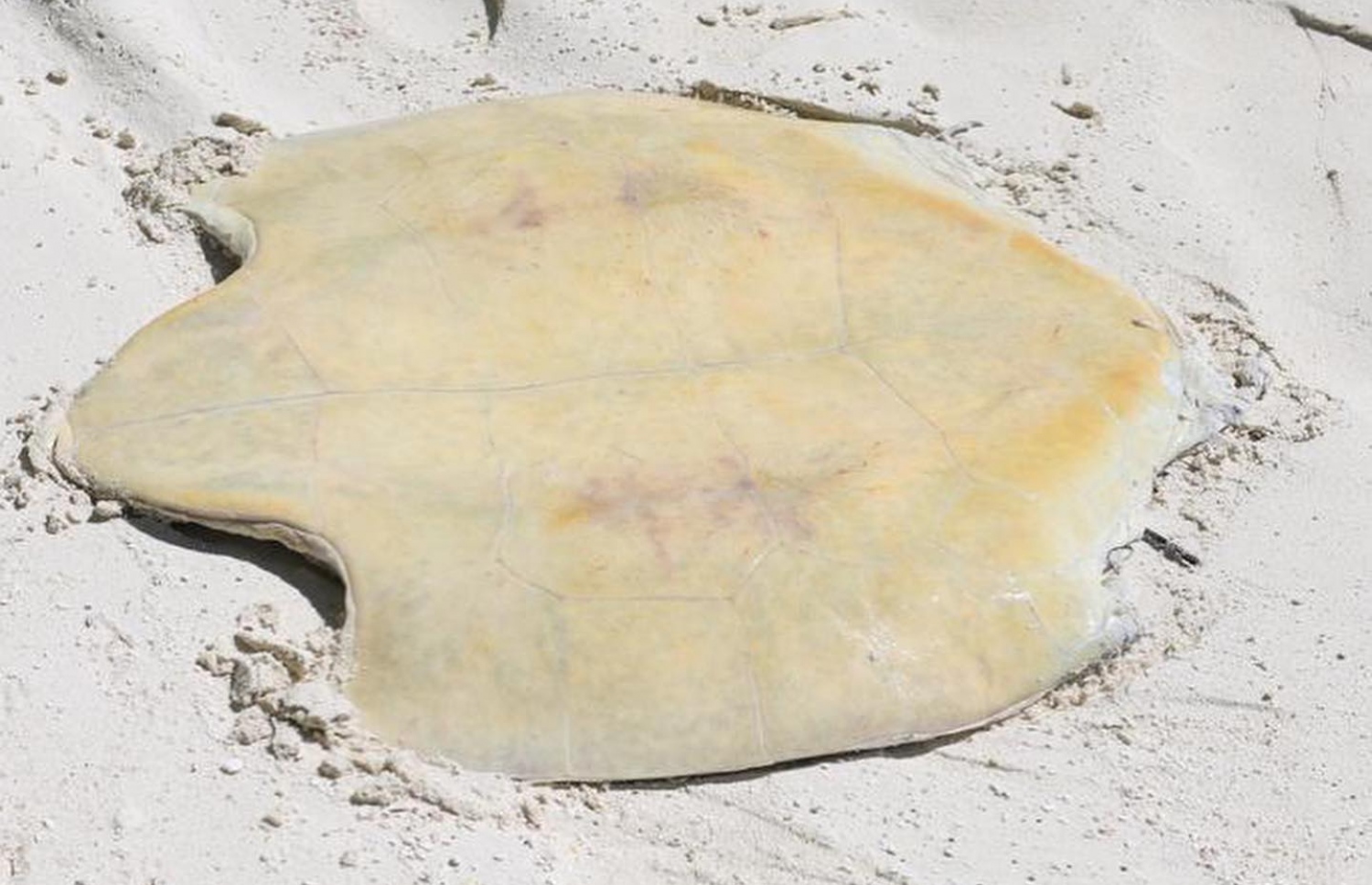 ލ. ގަމުގައި މަރާލާފައި އޮއްވާ ފެނުނު ވެލައެއްގެ ތޮށިގަނޑު. -- ފޮޓޯ: އޯއާރްޕީ