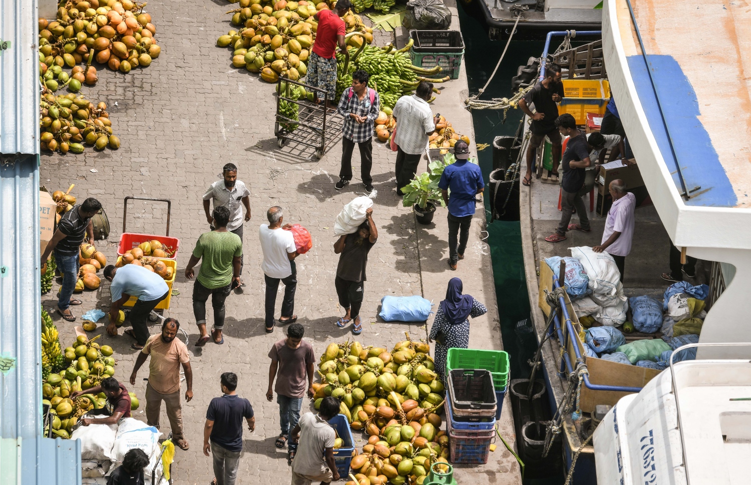 ބޯޑުތަކުން ރޯދައަށް މާލެ ގެނައި ކުރުނބަލާއި ތަރުކާރީ ބަނދަރު މައްޗަށް ބާލަނީ.---ފޮޓޯ: ނިޝާން އަލީ/މިހާރު