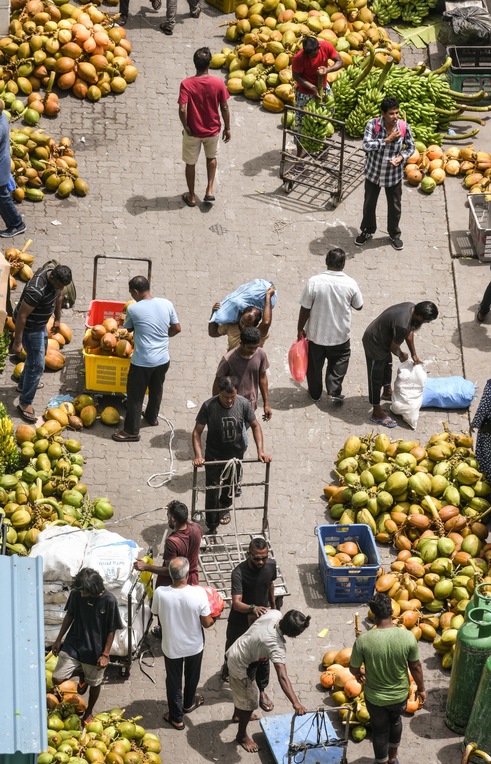 ބޯޑުތަކުން ރޯދައަށް މާލެ ގެނައި ކުރުނބަލާއި ތަރުކާރީ ބަނދަރު މައްޗަށް ބާލަނީ.---ފޮޓޯ: ނިޝާން އަލީ/މިހާރު