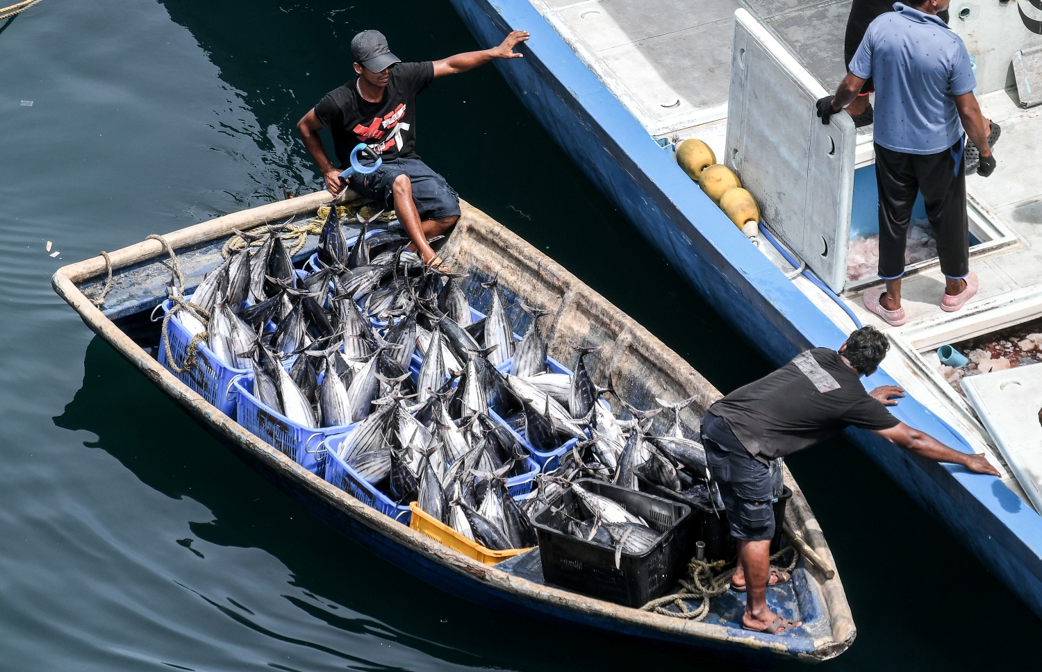 ނޯތު ހާބަރުގައި އޮތް މަސްދޯންޏަކުން ކުޑަ ޑިންގީއަކަށް މަސްތަކެއް އަރުވައިގެން އެއްގަމަށް ގެންދަނީ.-- ފޮޓޯ: ނިޝާން އަލީ/މިހާރު