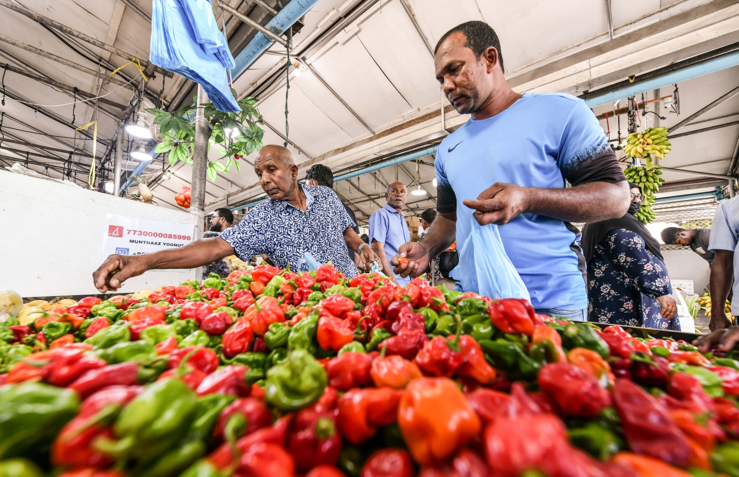 ލޯކަލް މާރުކޭޓުގެ ގޮޅިއަކުން ބަޔަކު މިރުސް ގަންނަނީ، މިރުހުގެ އަގު މިއަދު އުޅެނީ ސަތޭކަ ގްރާމް 30ރ އާއި 40ރ ދެމެދު--. ފޮޓޯ: ނިޝާން އަލީ | މިހާރު