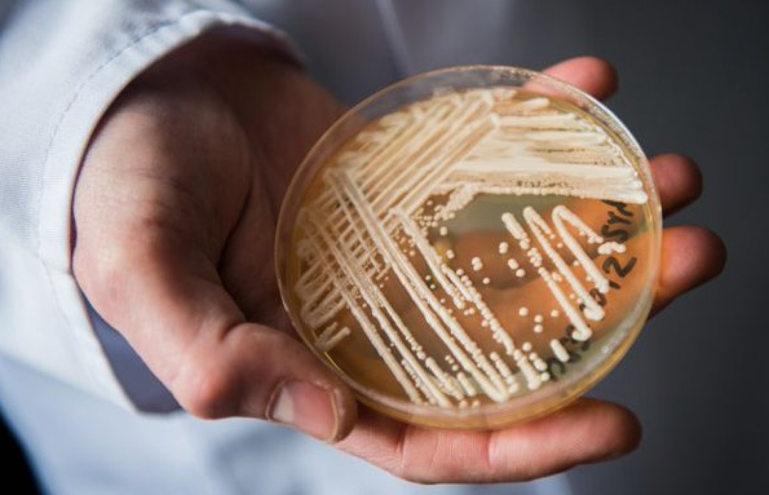 ކެންޑިޑޭ އޯރިސް ނުވަތަ ސީ އޯރިސ ފަންގަސް