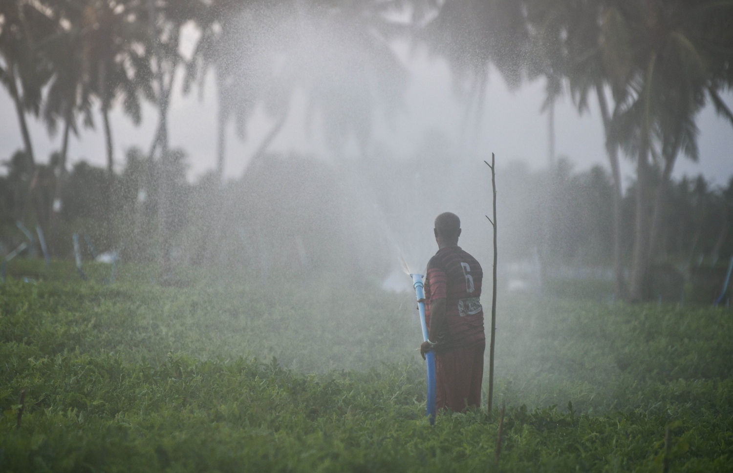 ދަނޑަކަށް މީހަކު ފެންޖަހަނީ: ޕެސްޓިސައިޑްގެ ނުރައްކާ ބޮޑު -- ފޮޓޯ: ފަޔާޒް މޫސާ/ މިހާރު