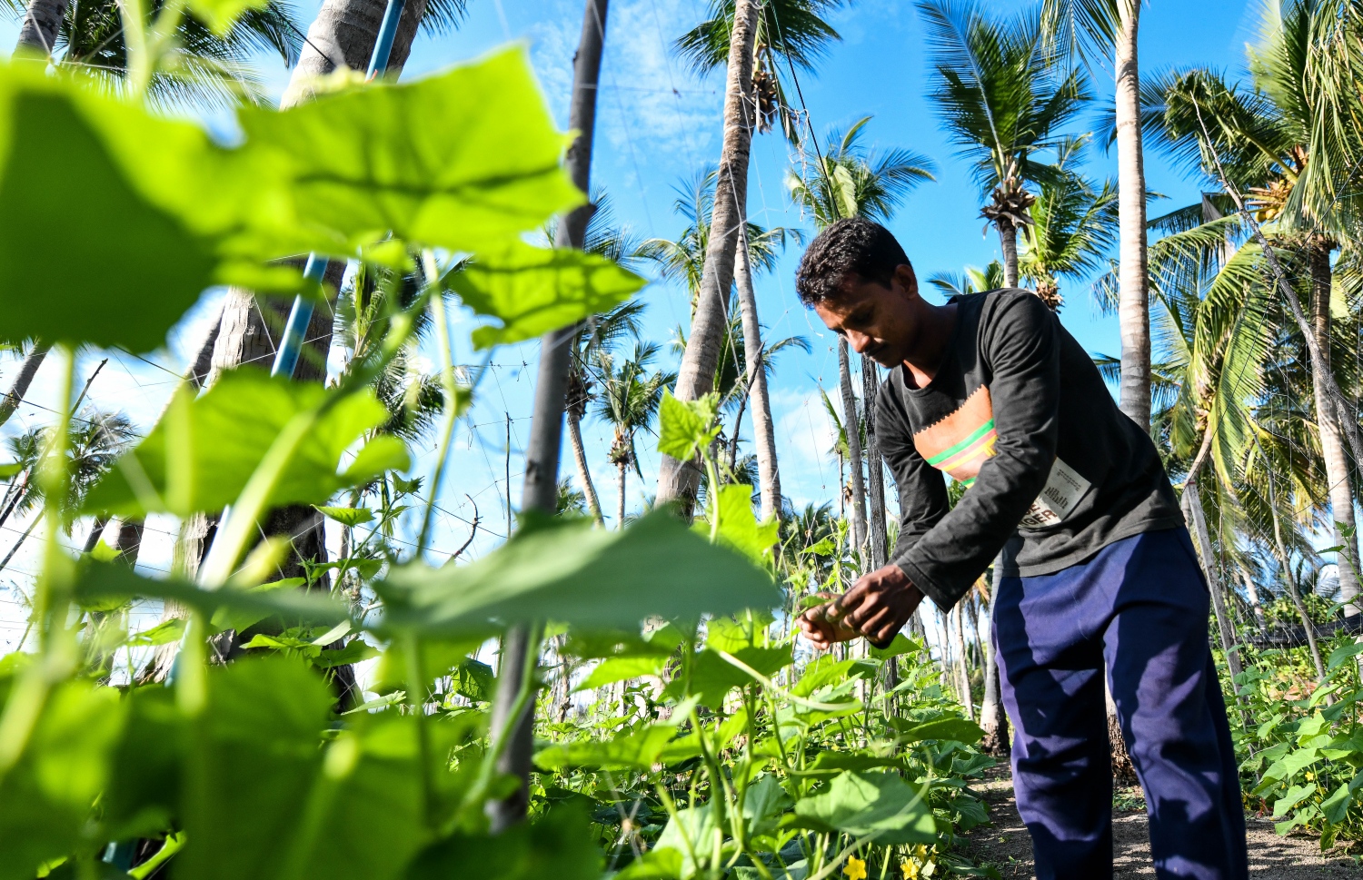 ތޮއްޑޫގައި ދަނޑު ހައްދަނީ -- ފޮޓޯ: ފަޔާޒް މޫސާ/ މިހާރު