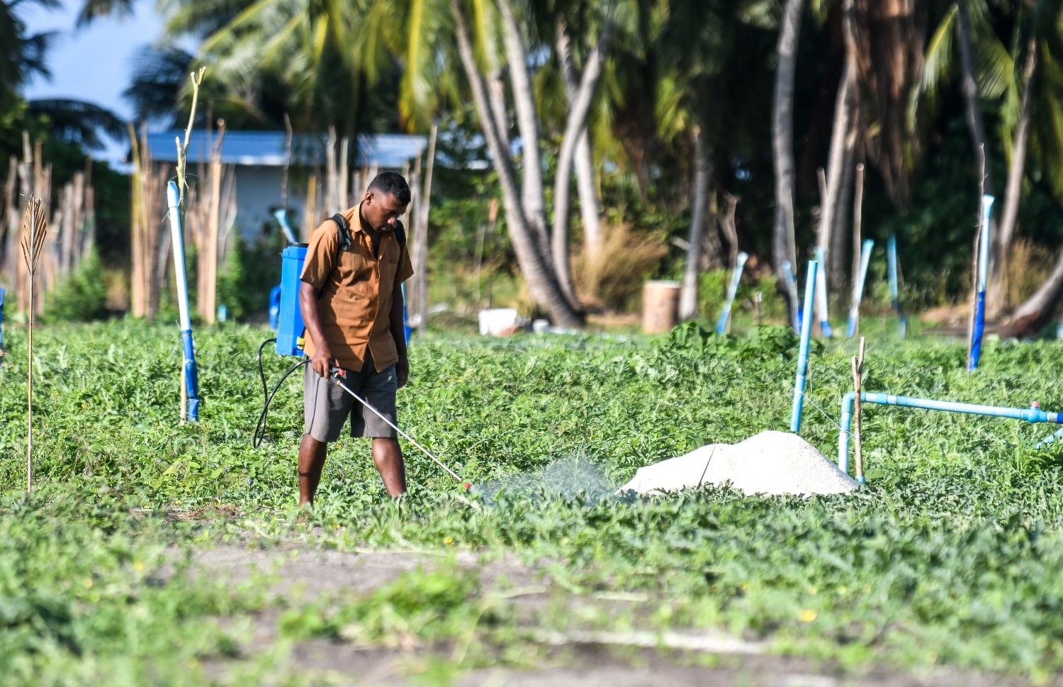 ދަނޑުވެރިއަކު ދަނޑުގައި ގަސްތަކަށް ބޭސް ޖަހަނީ. -- ފޮޓޯ: ފަޔާޒް މޫސާ / މިހާރު