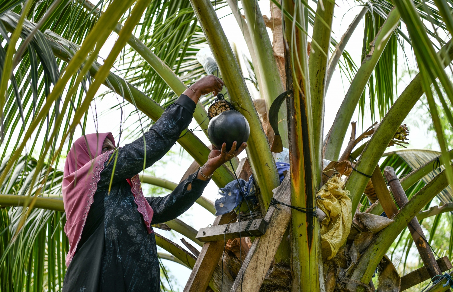 ލަތީގާ ރުކަށް އަރައި، ބަނދި ހަރުކުރަނީ -- ފޮޓޯ: ނިޝާން އަލީ/ މިހާރު