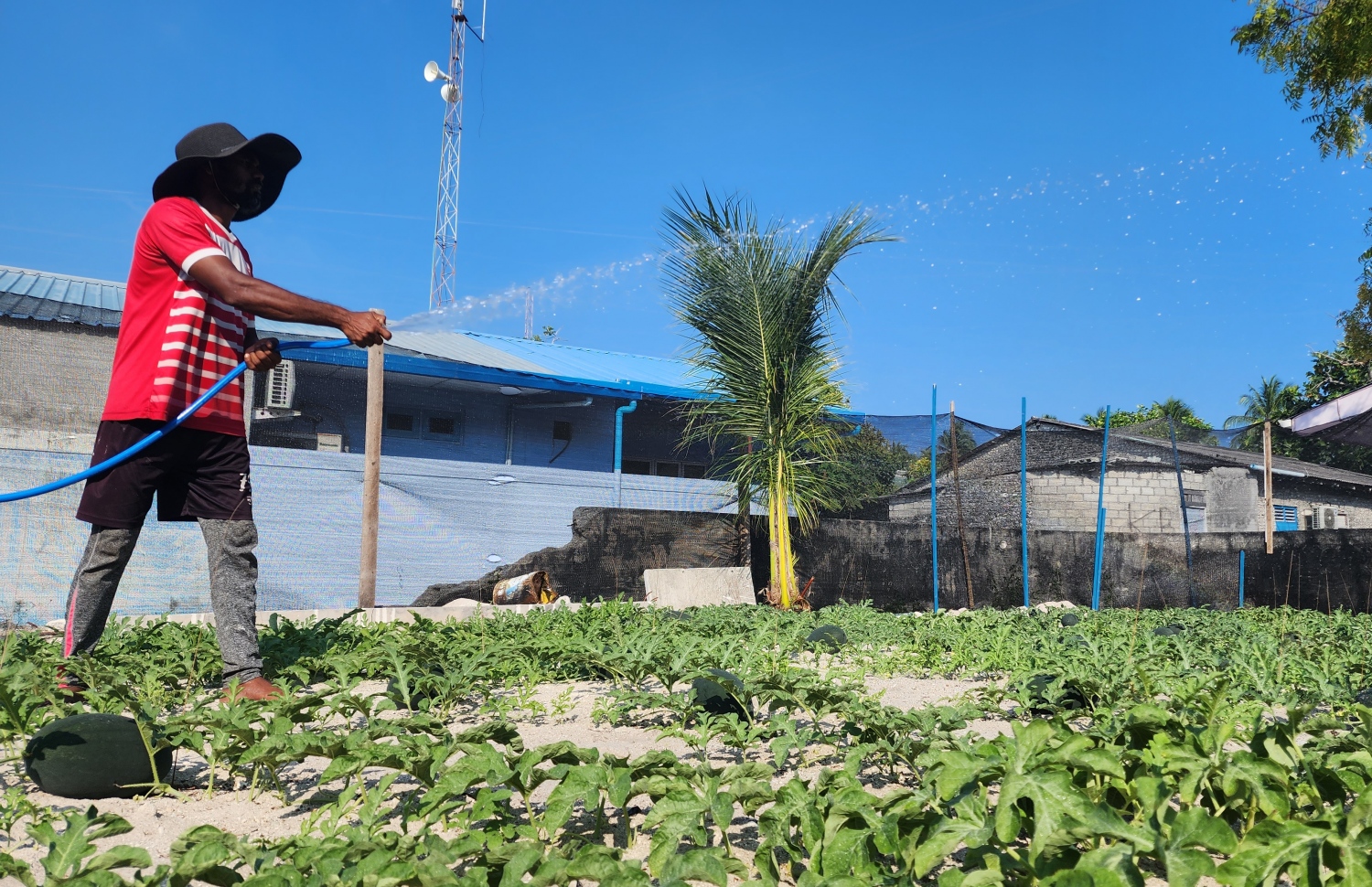ނާސިރު، ދަނޑަކަށް ފެން ޖަހަނީ: އޭނާގެ ދުވަސް ހޭދަވަނީ މިކަމުގައި -- ފޮޓޯ: މިހާރު