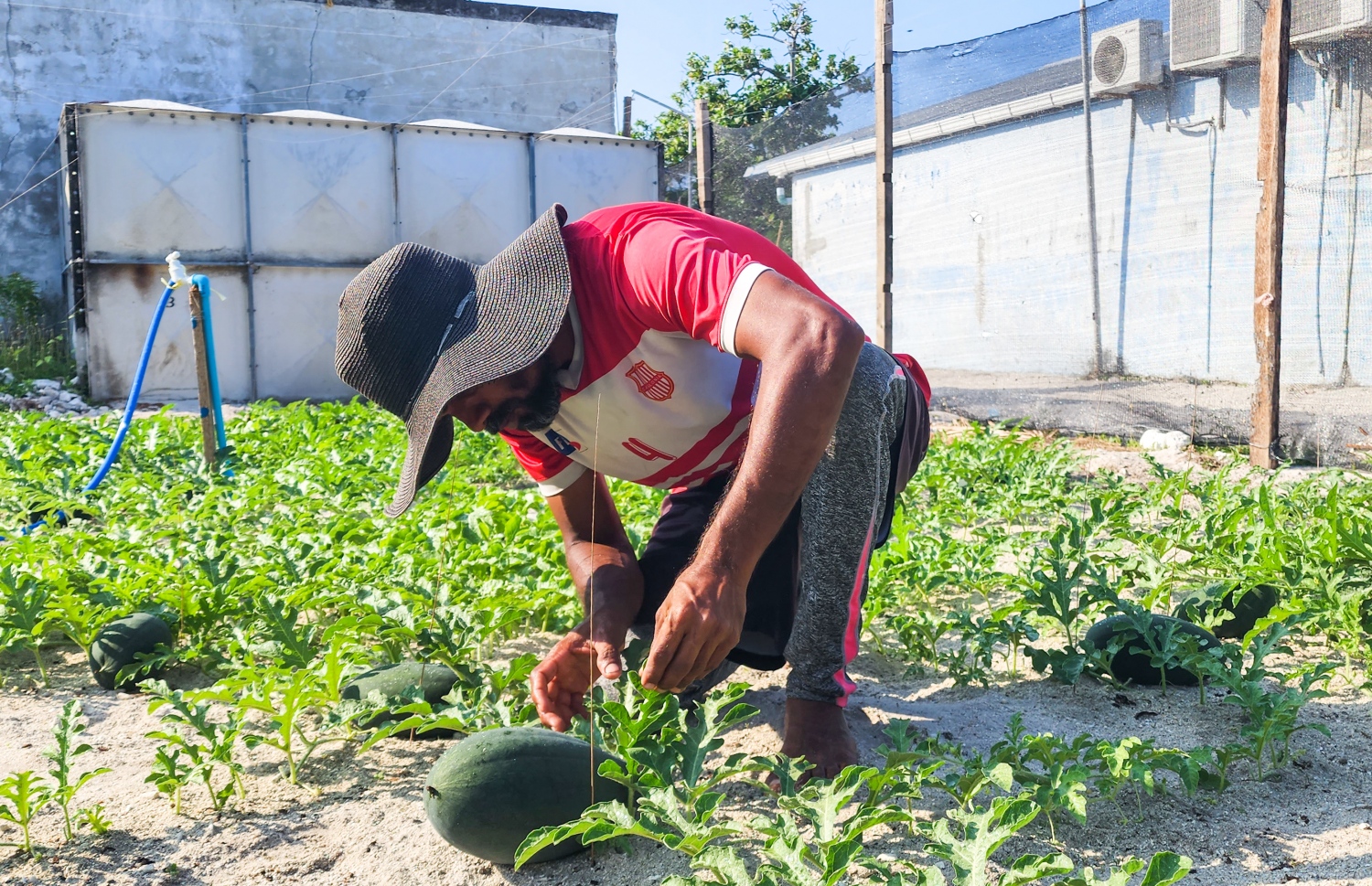ނާސިރު ބަލަހައްޓާ ދަނޑެއްގައި: މި ރޯދަ މަހު ގިނަ އަދަދަކަށް ނަރާ ލިބޭނެ -- ފޮޓޯ: މިހާރު