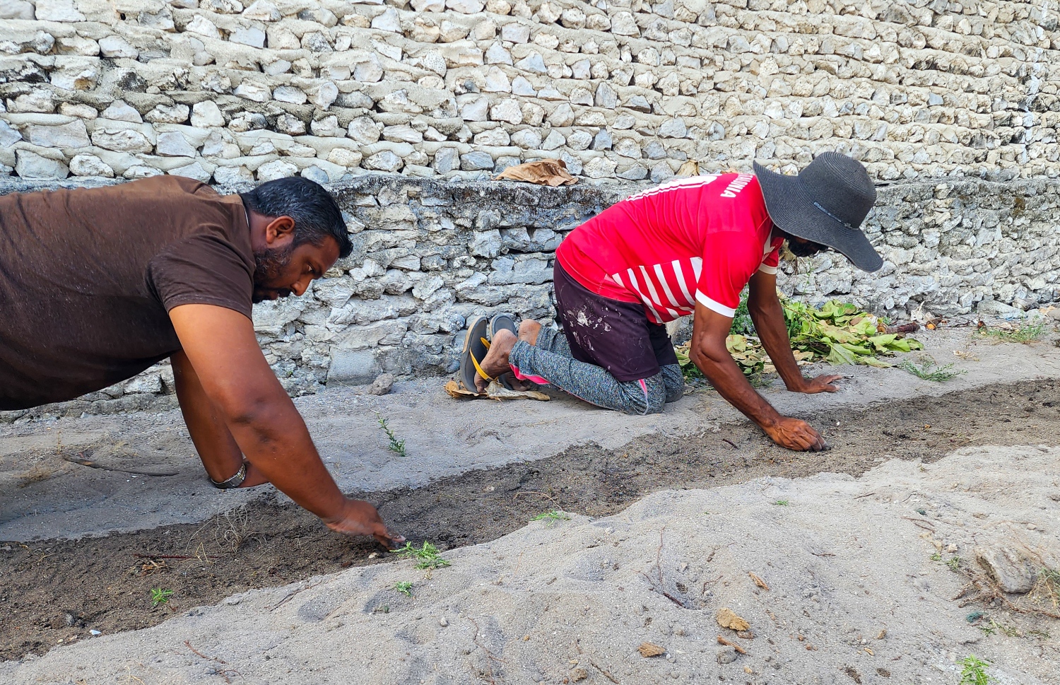މި ރޯދަ އަށް ނާސިރު (ކ) ފަޅޯ ގަސްތަކެއް އިންދަނީ -- ފޮޓޯ: މިހާރު