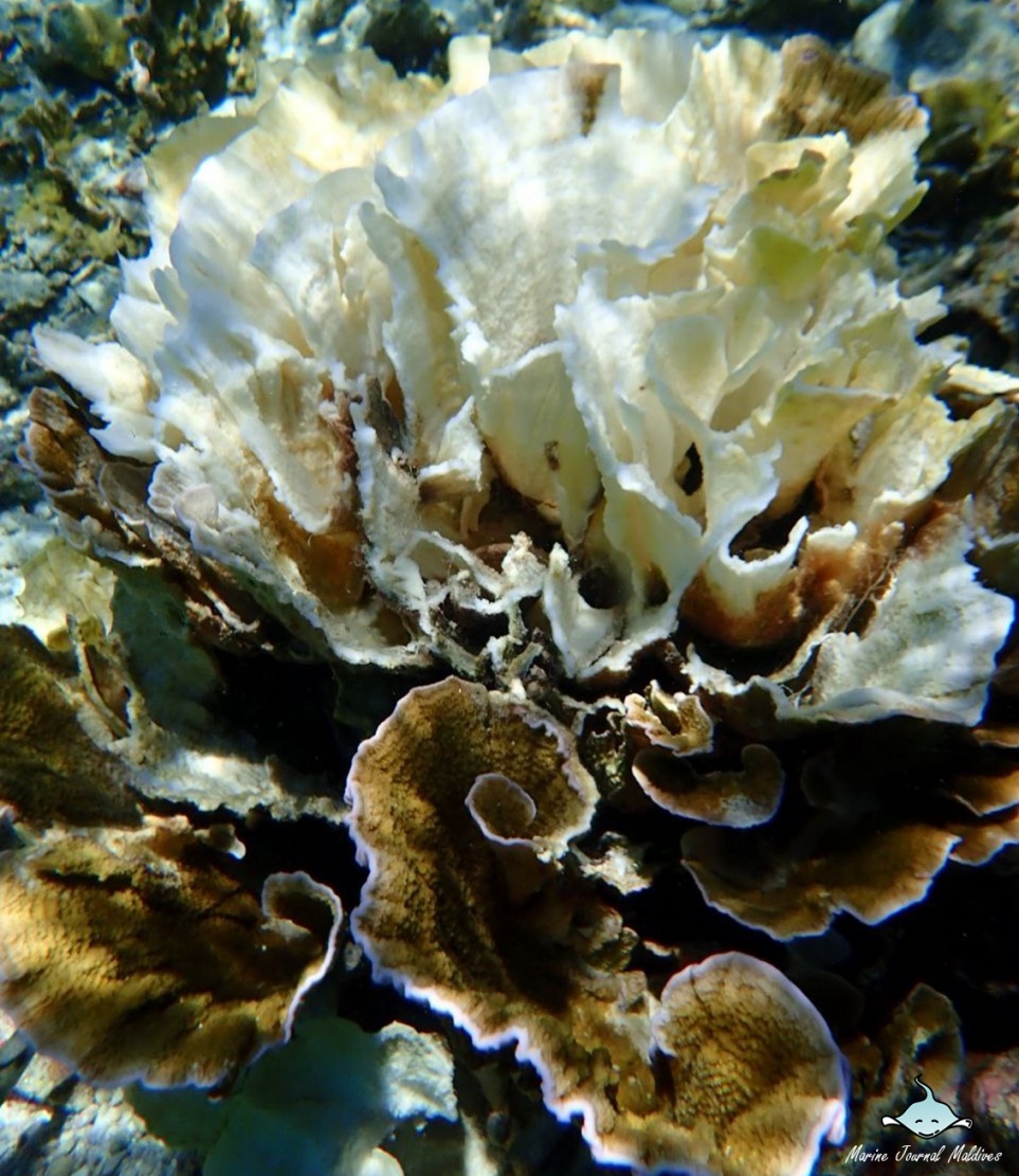 ބ. ފުޅަދޫގެ ރީތި މުރަކަ ބަގީޗާ ހުދުވާން ފަށާފައި: ގާ ހުދުވުމުގެ ހާދިސާއެއް ހިނގައިފާނެ ކަމުގެ އިންޒާރު އޮތީ ދީފައި.-- ފޮޓޯ: މެރިން ޖާނަލް މޯލްޑިވްސް