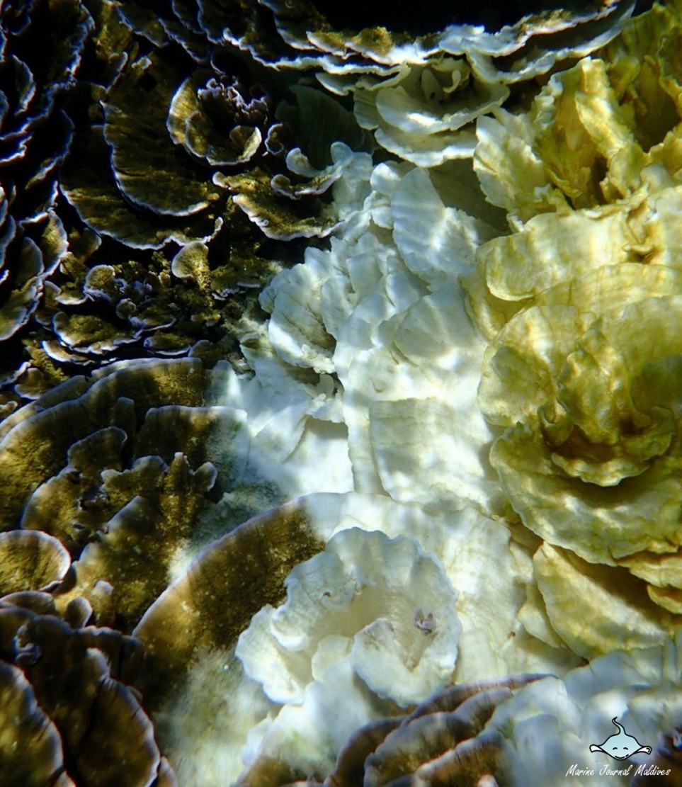 ބ. ފުޅަދޫގެ ރީތި މުރަކަ ބަގީޗާ ހުދުވާން ފަށައިފައި: ގާ ހުދުވުމުގެ ހާދިސާއެއް ހިނގައިފާނެ ކަމުގެ އިންޒާރު އޮތީ ދީފައި.-- ފޮޓޯ: މެރިން ޖާނަލް މޯލްޑިވްސް