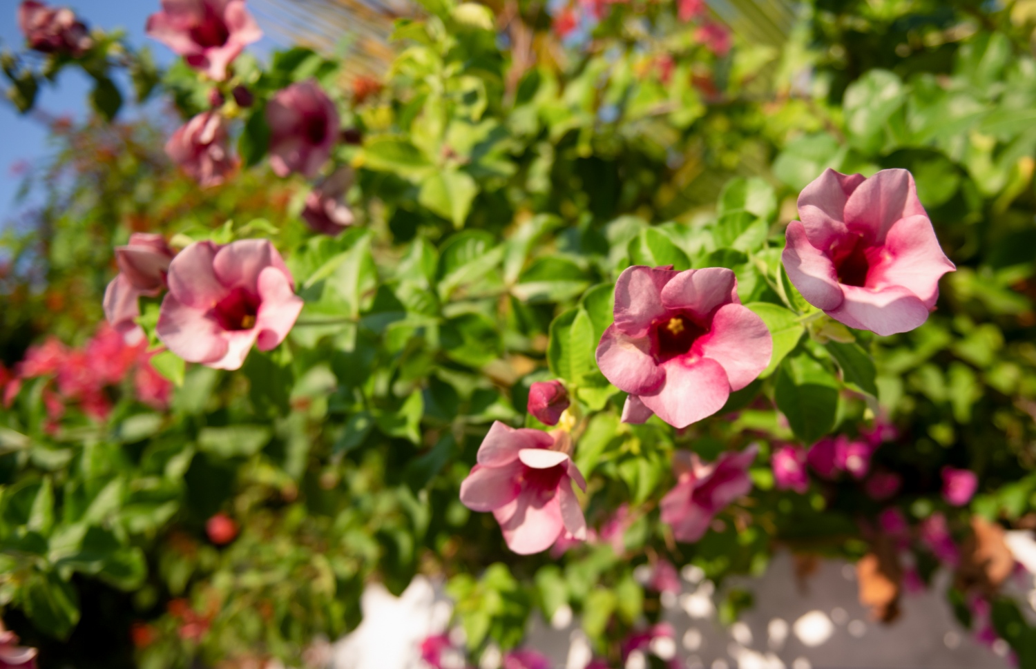 ޣާލިބާގެ ގޭގައި ހައްދާފައި ހުރި ބަގީޗާ ގަސްތަކެއް: އޭނާ ބުނާ ގޮތުން މި ރަށުގައި ބަގީޗާ ގަހަށް އެހާ ވަރެއްގެ މާކެޓެއް ނެތް. އެކަމަކު ކުޑަހުވަދޫގައި އުޅުނު އިރު އެ އަތޮޅަށާއި ތ. އަތޮޅަށް އެ ތަކެތި ފޮނުވޭނެ ފަސޭހަ މަގެއް އޮތުމުން އެ ދެ އަތޮޅުގެ އެކި ރަށްރަށުން ބަގީޗާ ގަހަށް ވަރަށް ބޮޑު ޑިމާންޑެއް އޮތް -- ފޮޓޯ: މިހާރު